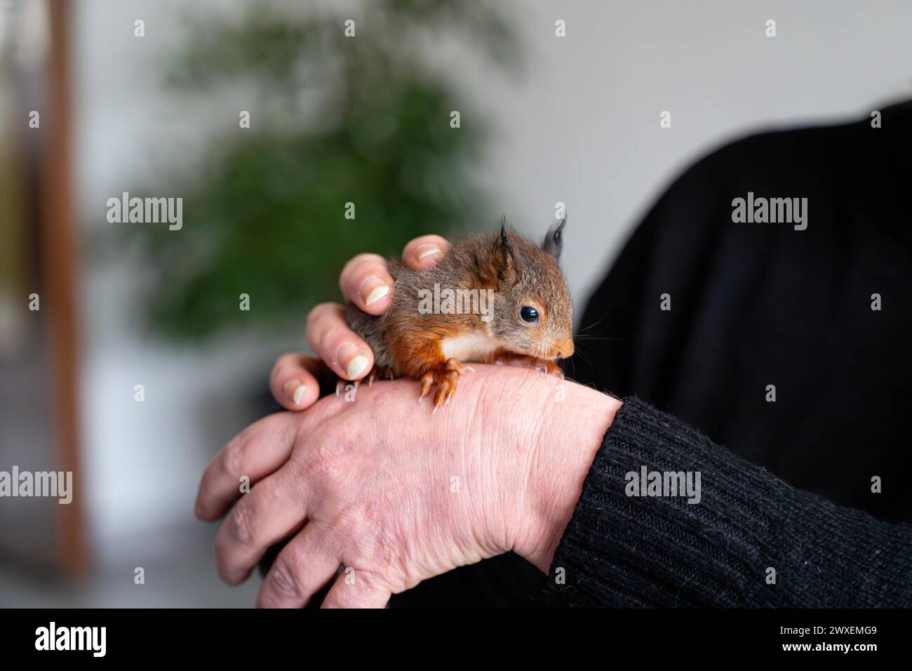 Eurasian red squirrel (Sciurus vulgaris), practical animal welfare, animal on hand in a wildlife rescue centre, North Rhine-Westphalia, Germany Stock Photo