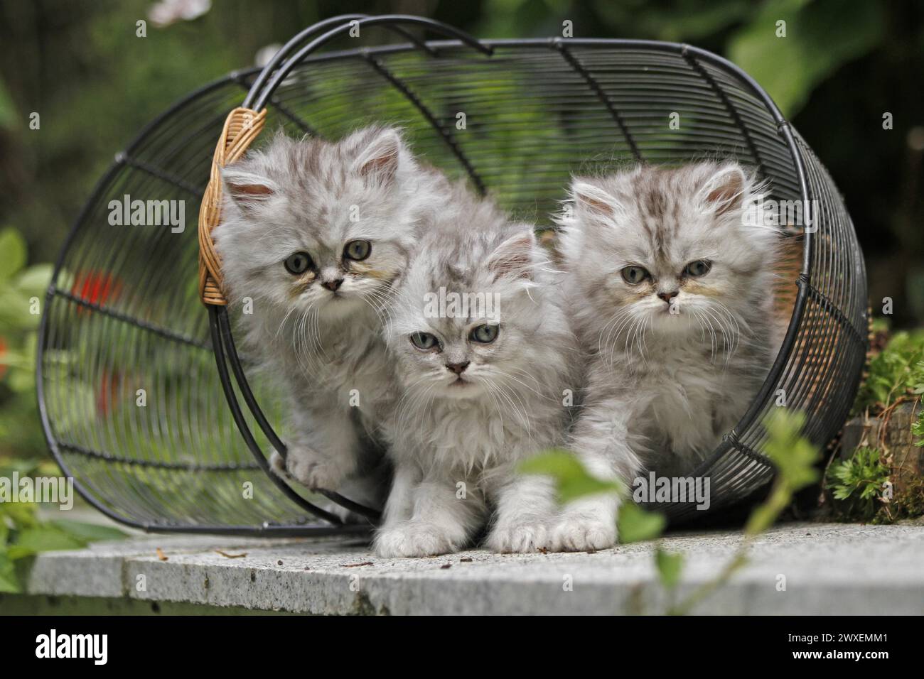 Image showcasing Persian cat, long-haired cat, kittens Stock Photo - Alamy