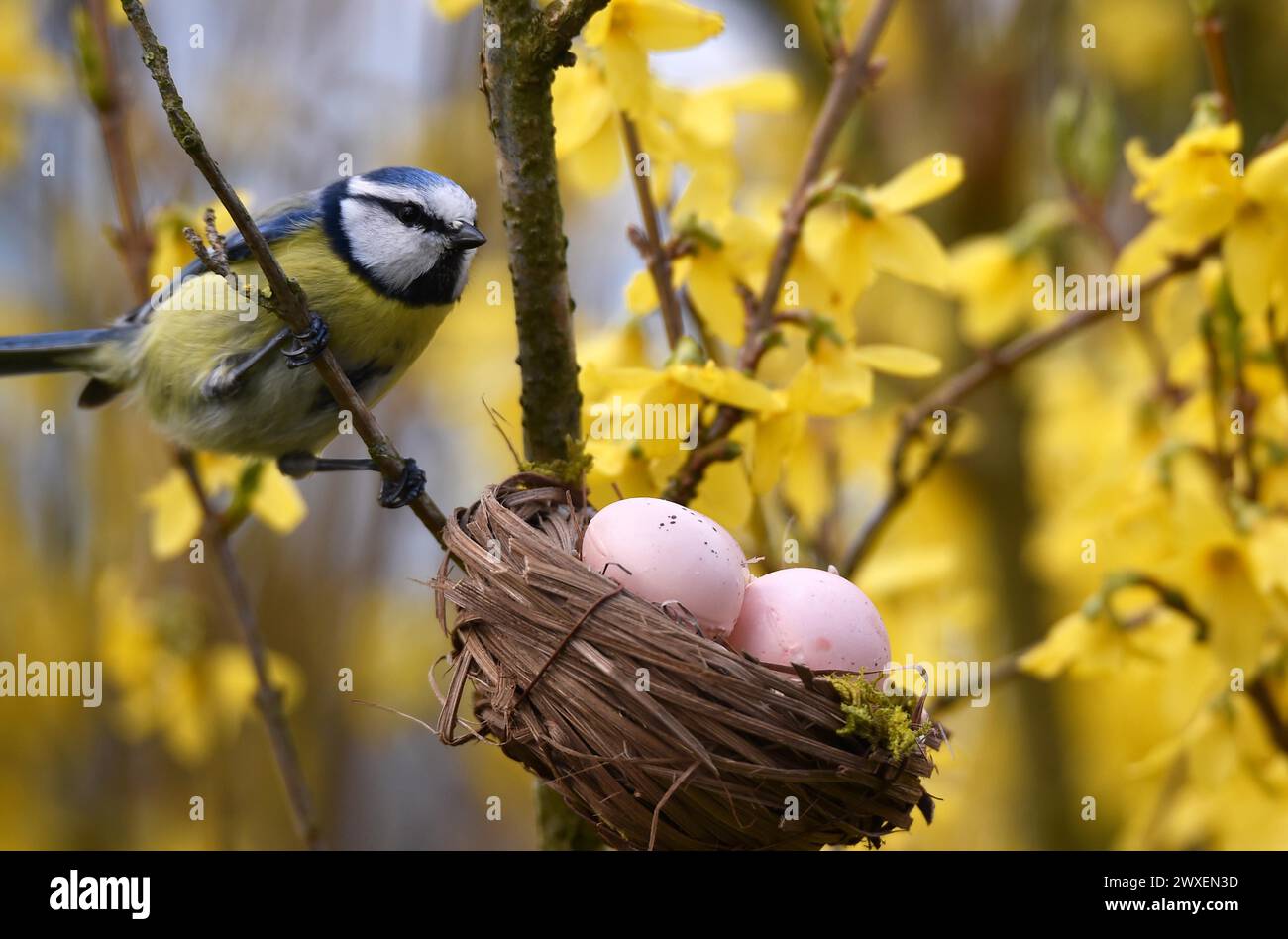 Blue Tit Cyanistes Caeruleus With Easter Eggs In The Forsythia Stock blue-tit-cyanistes-caeruleus-with-easter-eggs-in-the-forsythia-stock
