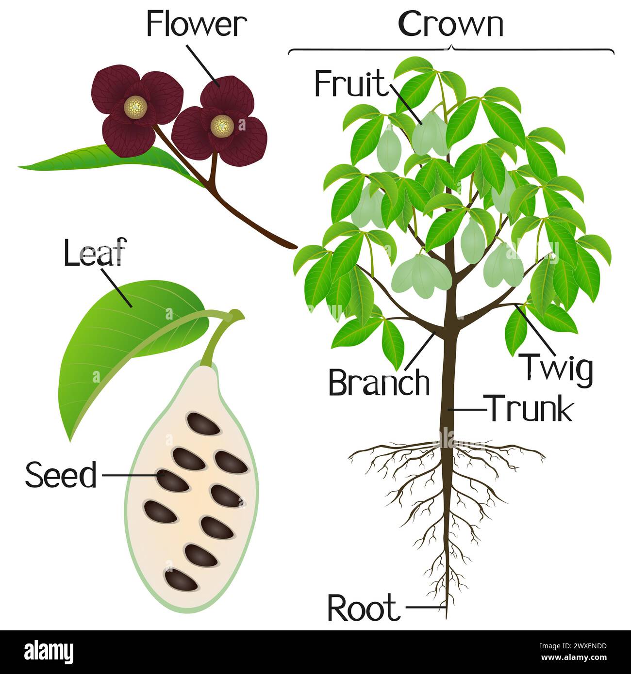 Parts of asimina triloba the pawpaw plant on a white background Stock Vector Image & Art Alamy