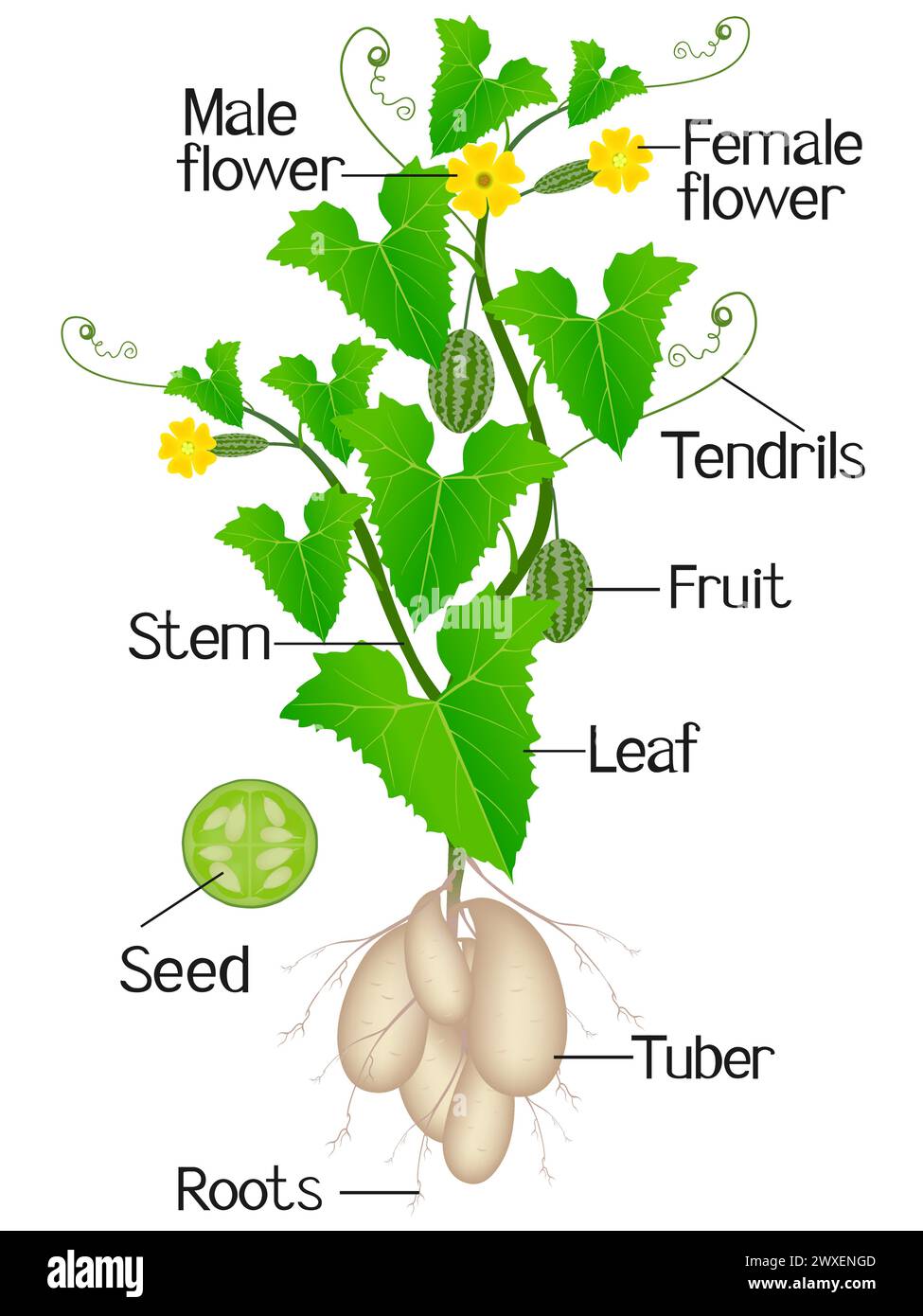 Parts of melothria scabra aka cucamelon or mouse melon plant on a white background. Stock Vector