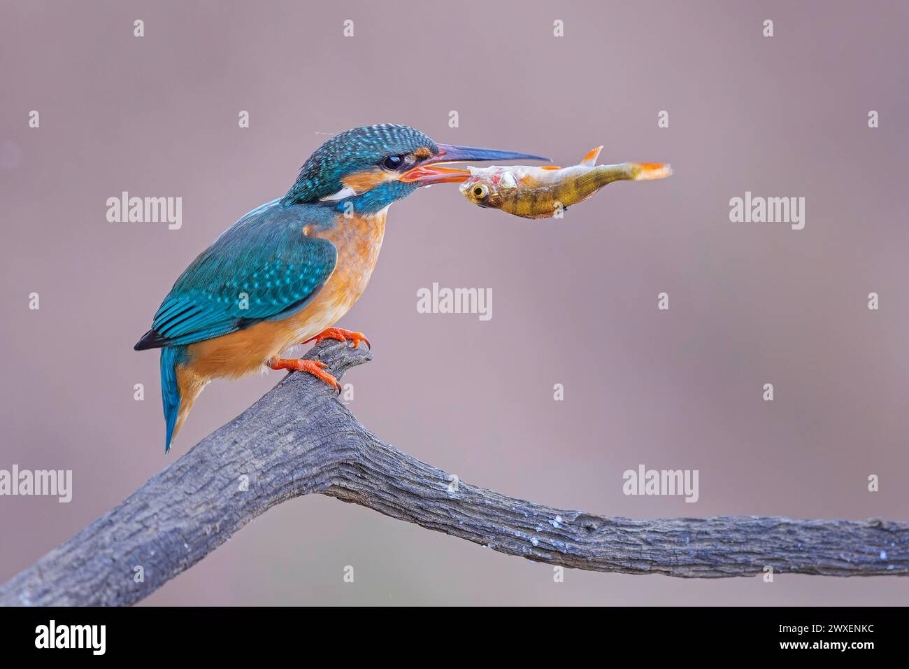 Common kingfisher (Alcedo atthis) Indicator of clean watercourses, mating feeding, female with perch as prey, fishing, hunting, Flying Gemstone Stock Photo