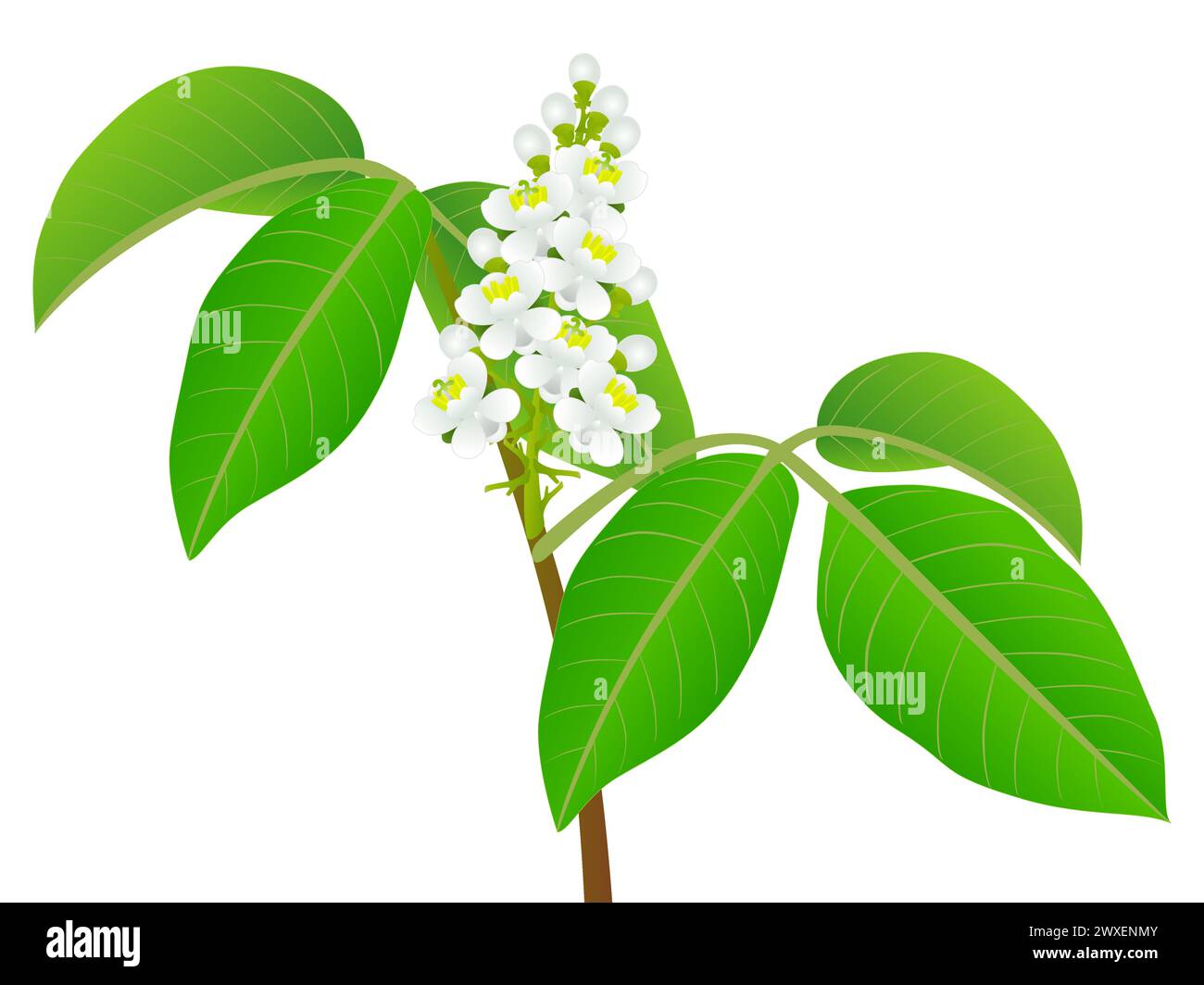 Guarana Paullinia cupana twig with flowers on a white background Stock ...