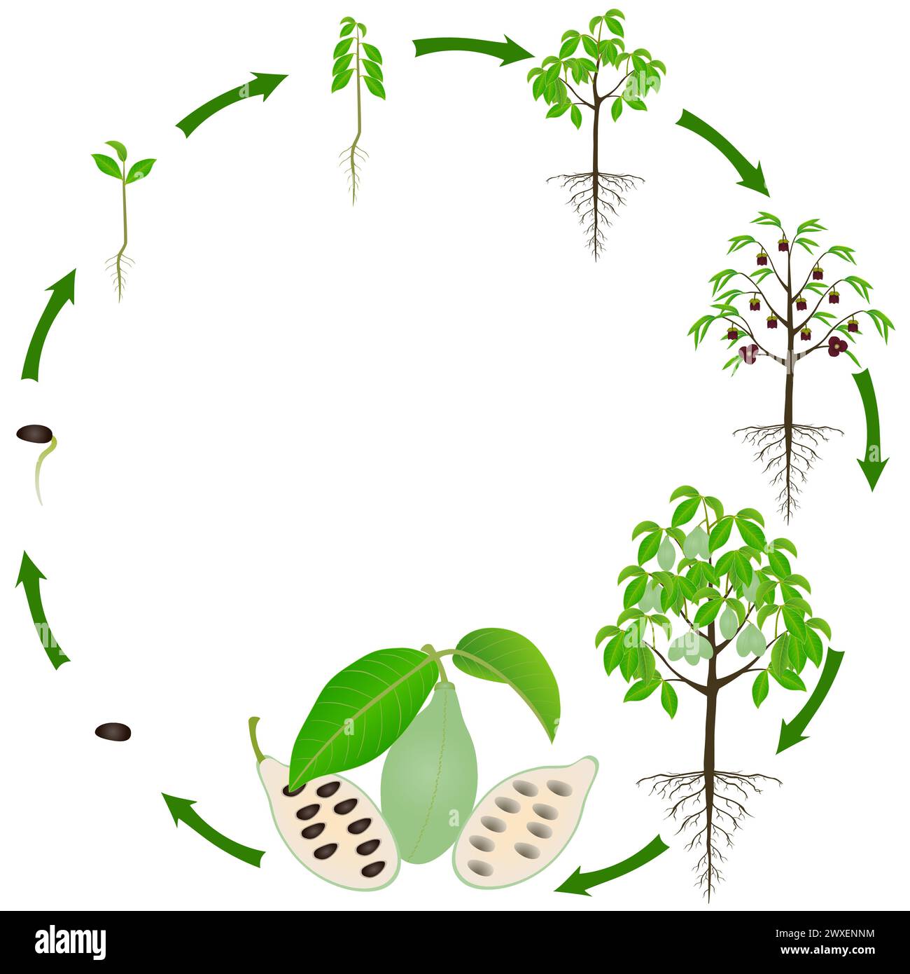 Life cycle of  asimina triloba the pawpaw plant on a white background. Stock Vector