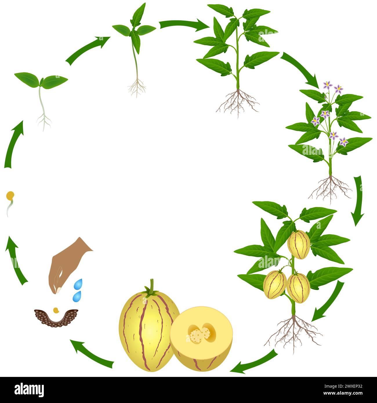 Life Cycle Of Pepino Melon Plant On A White Background Stock Vector ...