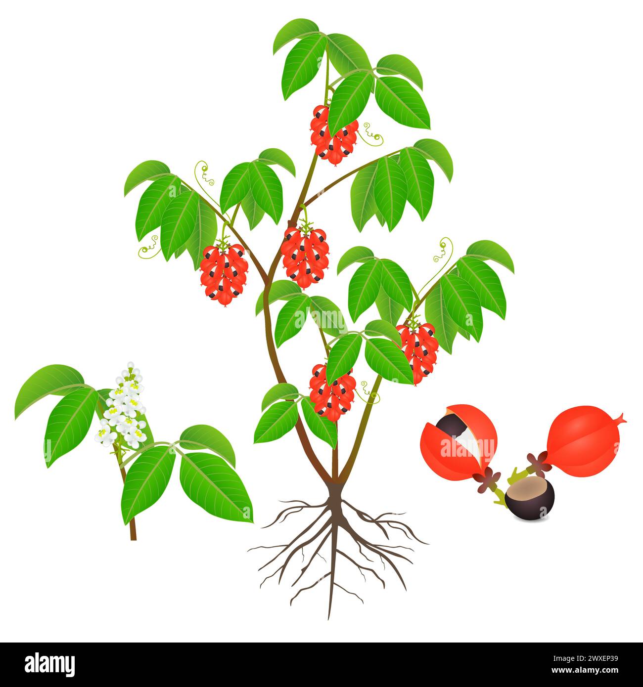 Guarana Paullinia cupana shrubs with fruits and flowers on a white ...