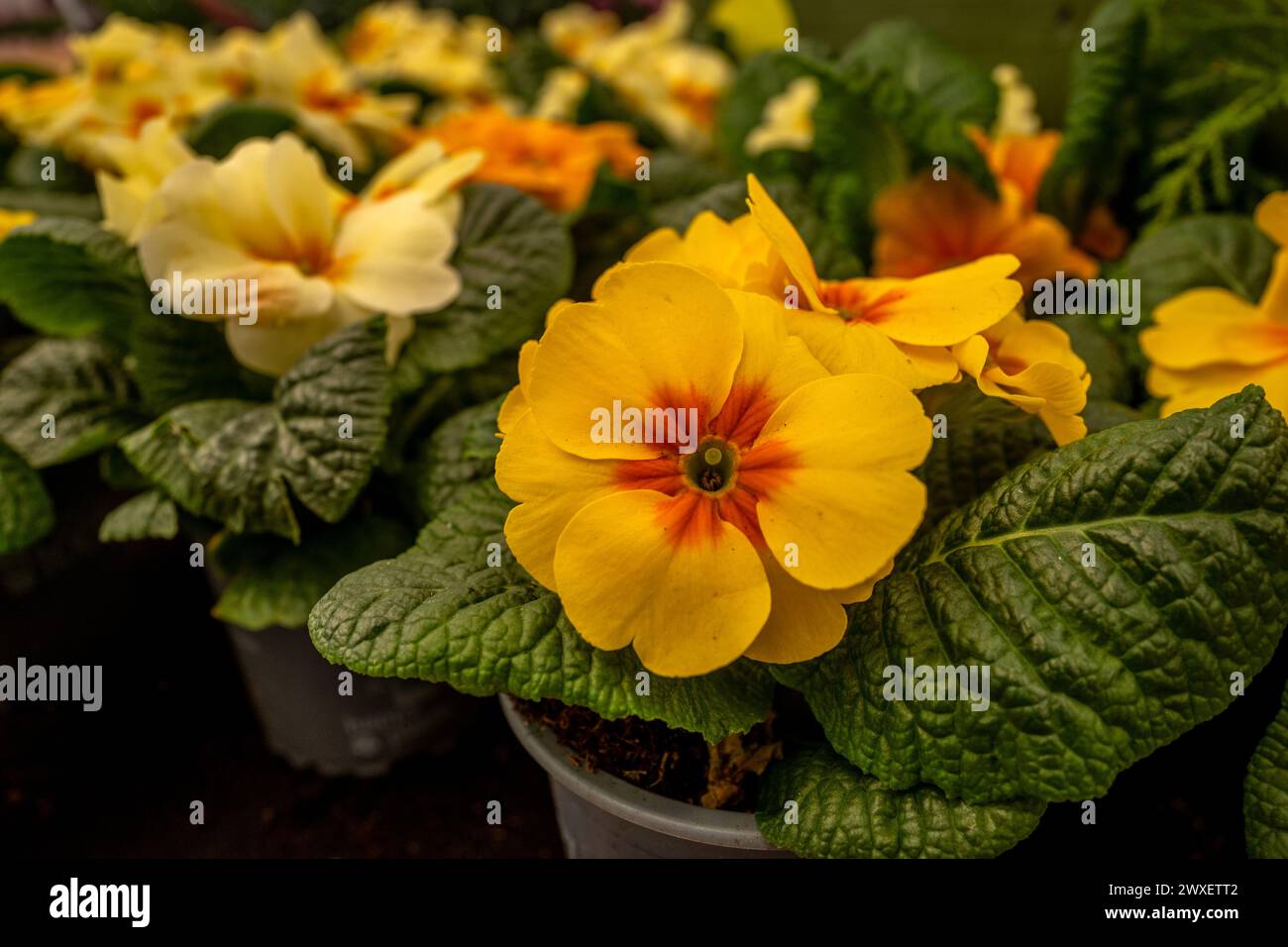 Ditchling, March 30th 2024: Polyanthus Stock Photo
