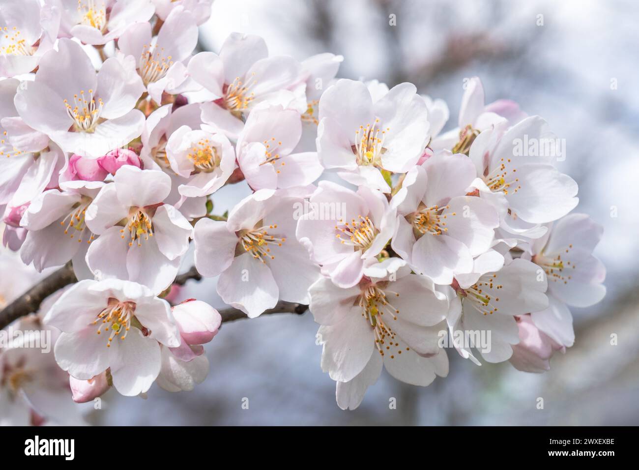 Close up sakura hi-res stock photography and images - Alamy