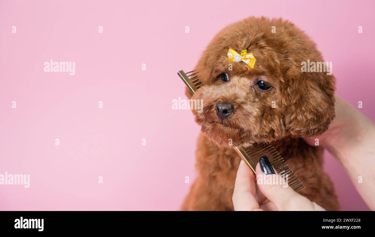 Pink bow poodle hi-res stock photography and images - Alamy