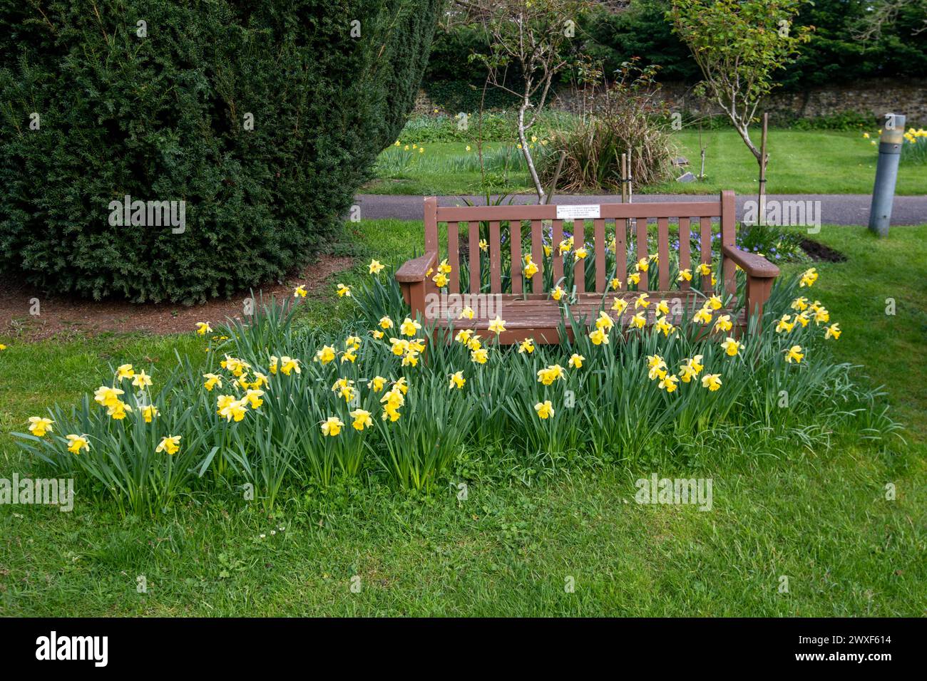 Bench covered in daffodils in the cemetery at Holy Trinity Church, Cookham Stock Photo