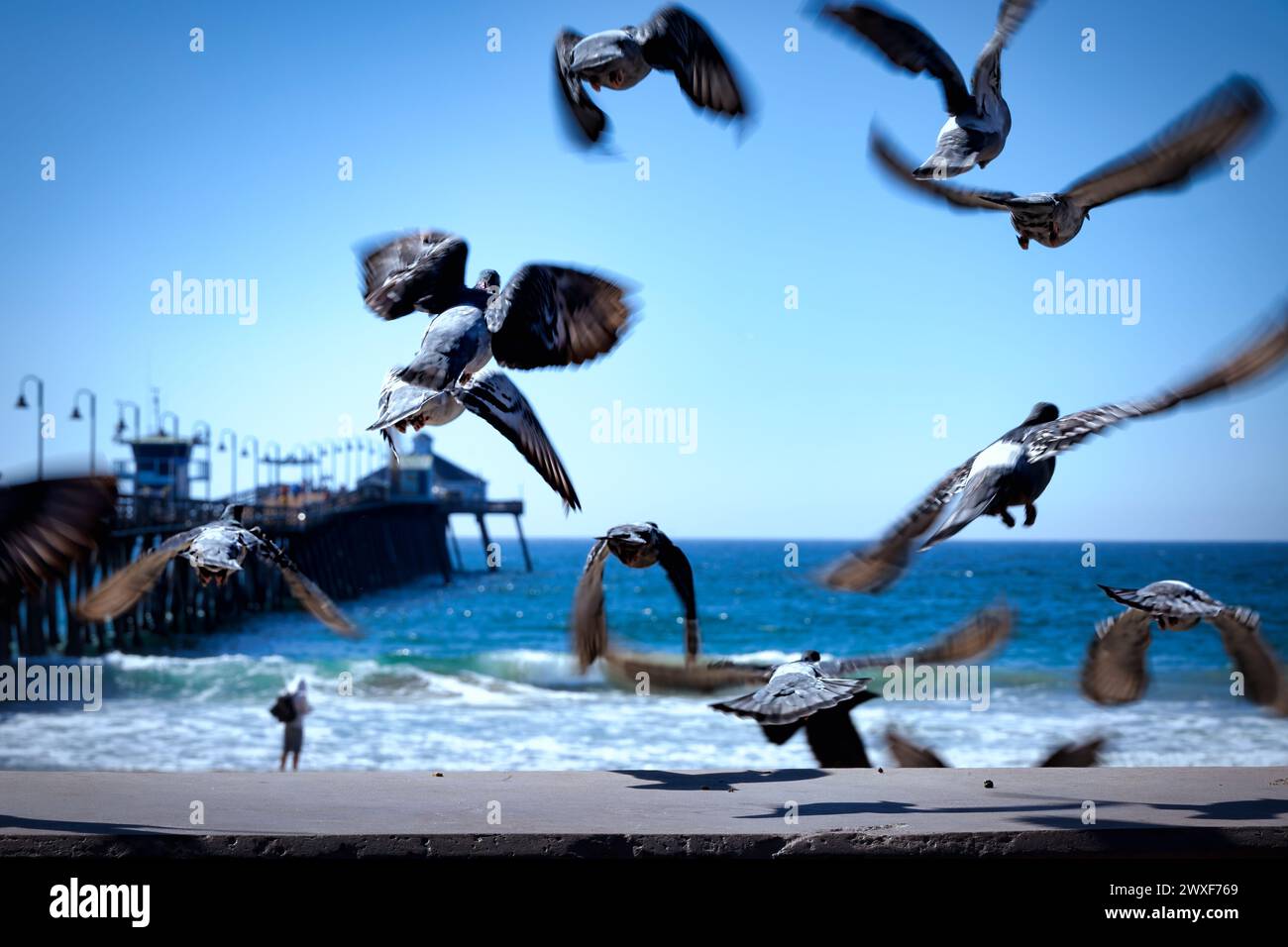 Pigeons scatter in to the wind above the sands of Imperial Beach, California. Stock Photo