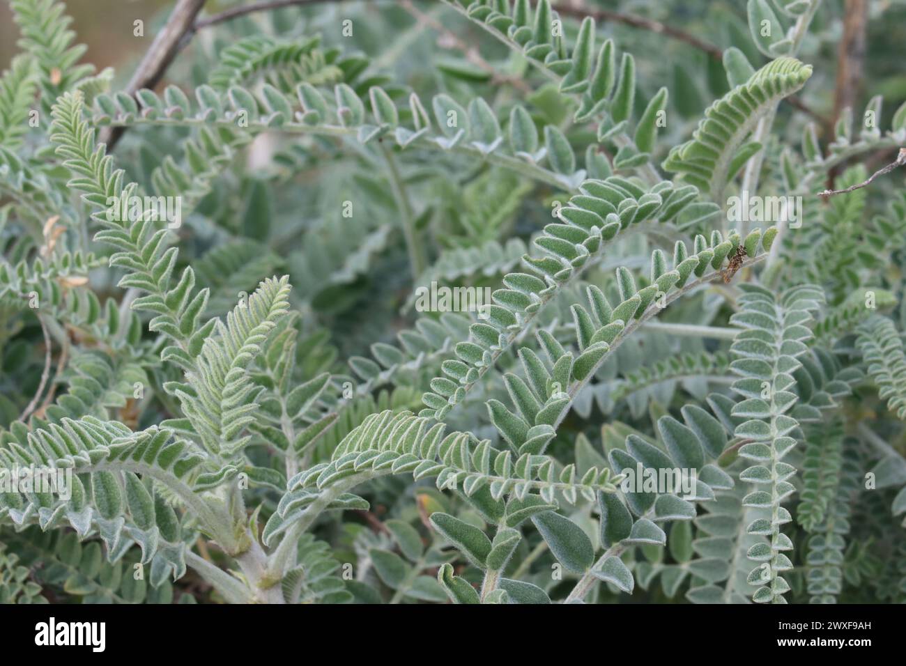 Astragalus Brauntonii, a native suffrutescent herb showing elliptically ovate compound leaflets during Winter in the Santa Monica Mountains. Stock Photo