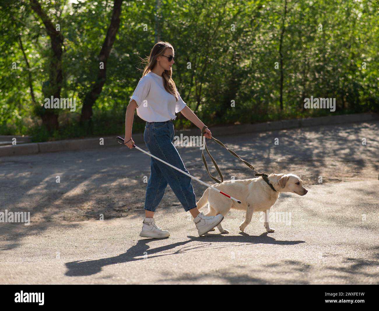 Blind woman walking with guide dog in the park Stock Photo - Alamy
