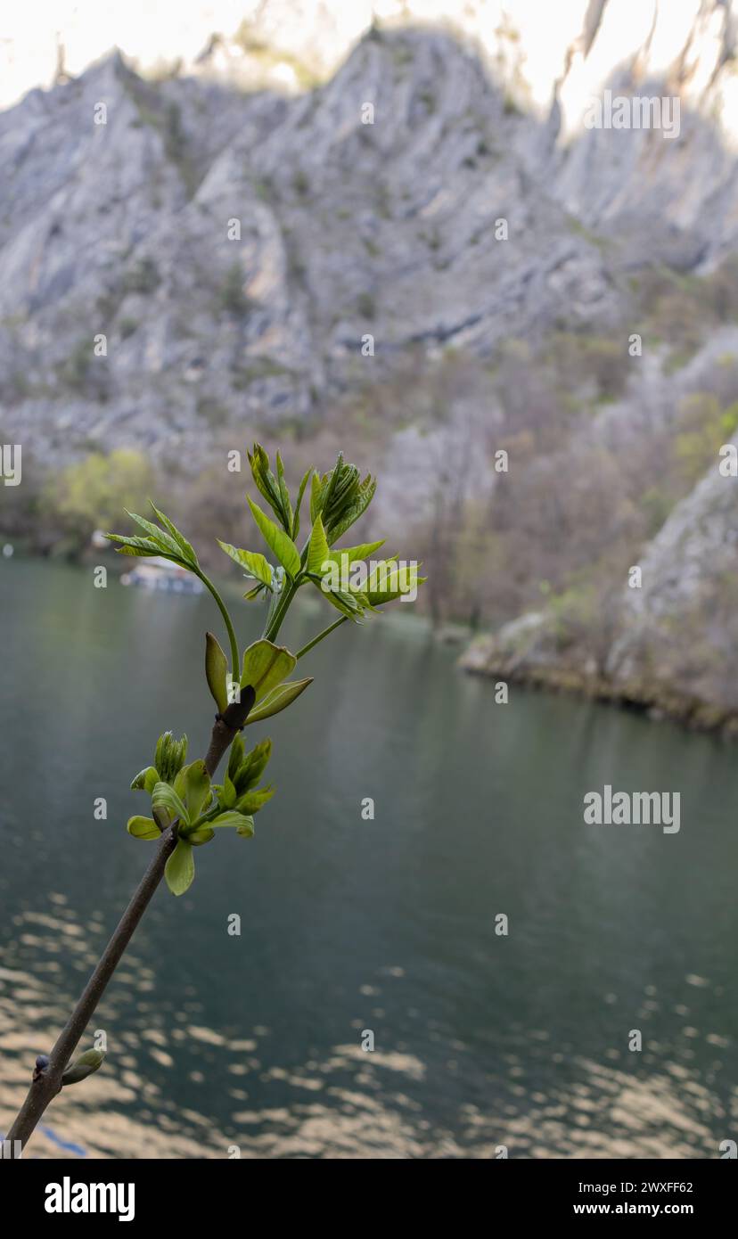 Green spring bud on branch over blue water Stock Photo