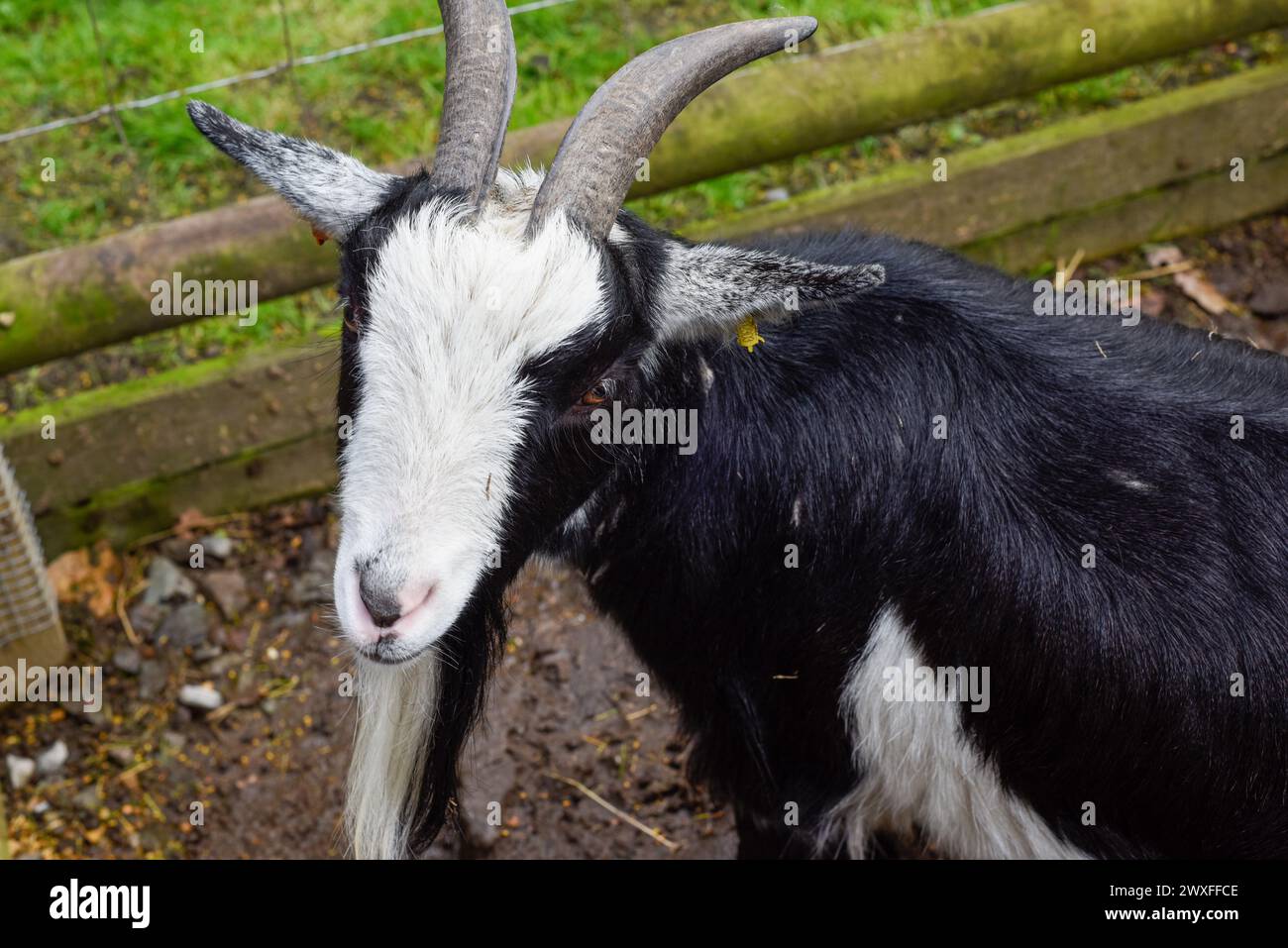 Young black and white haired billy goat with horns and a beard Stock Photo