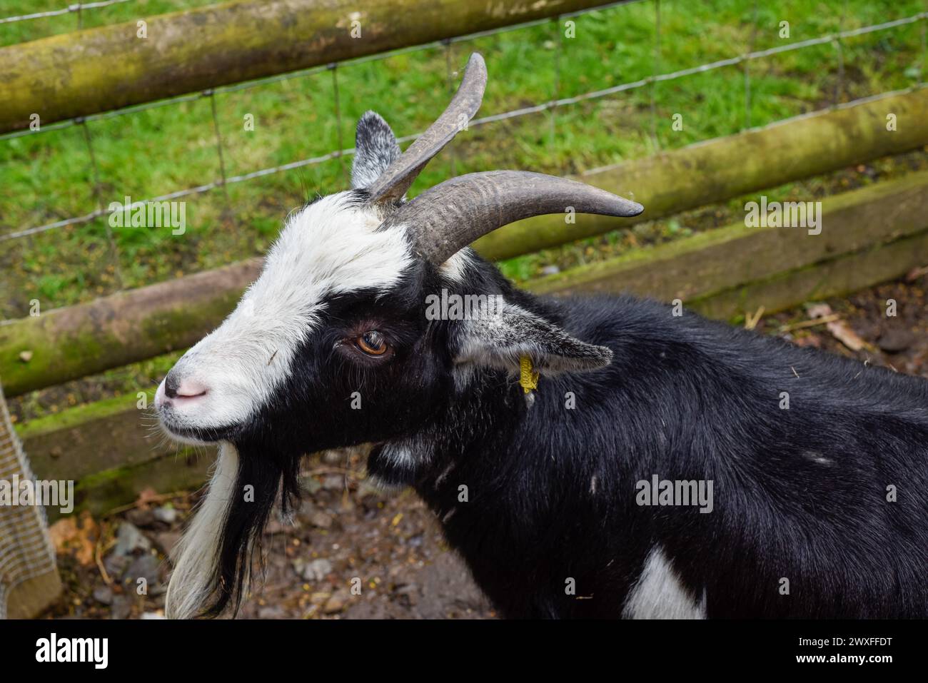 Young black and white haired billy goat with horns and a beard Stock Photo