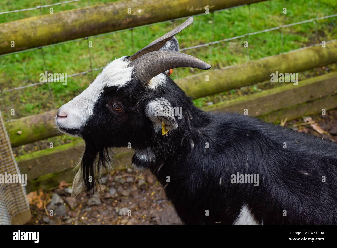 Young black and white haired billy goat with horns and a beard Stock Photo