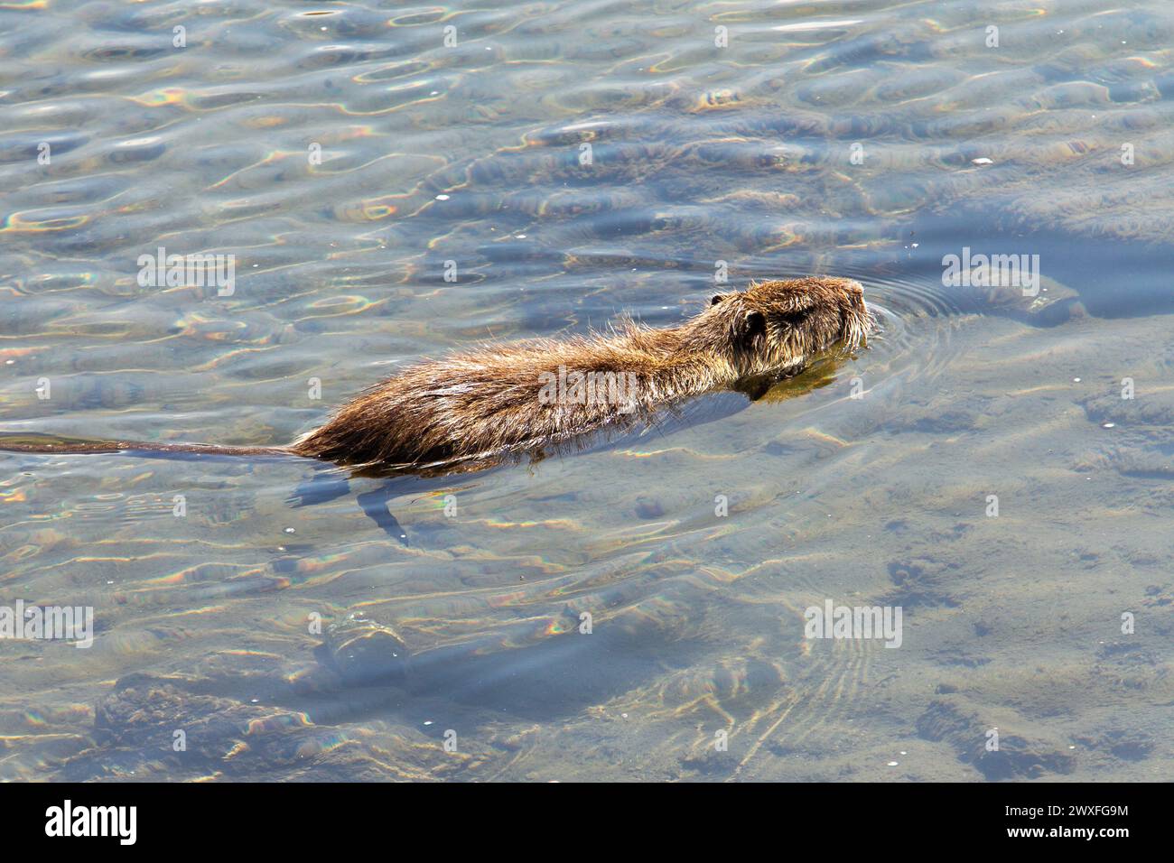 Beaver swimming in water of Kamo river. Beauty of nature in park on riverbank of Kamo river . There elderly Japanese people give feed to animals and b Stock Photo