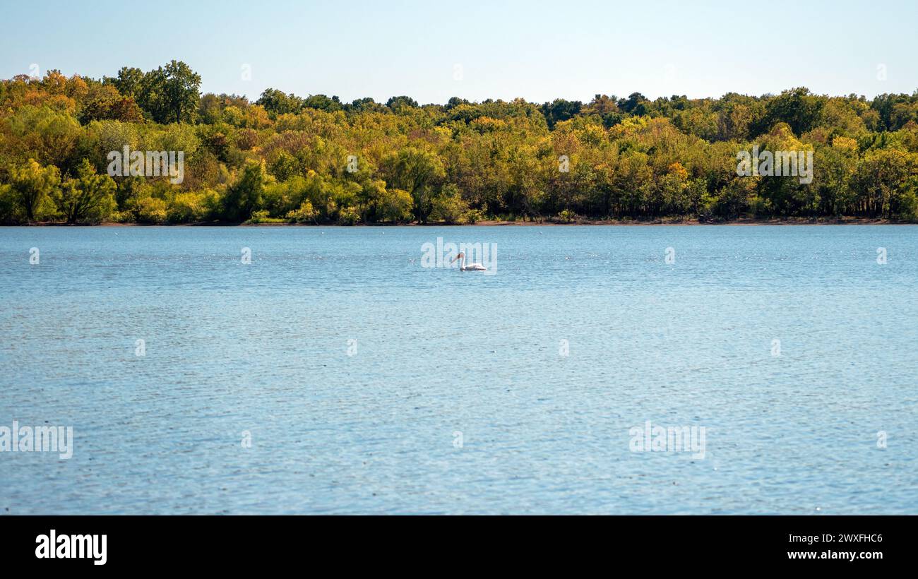 A wingle pelican in a wide open area at this peaceful Oklahoma lake. Bokeh. Stock Photo