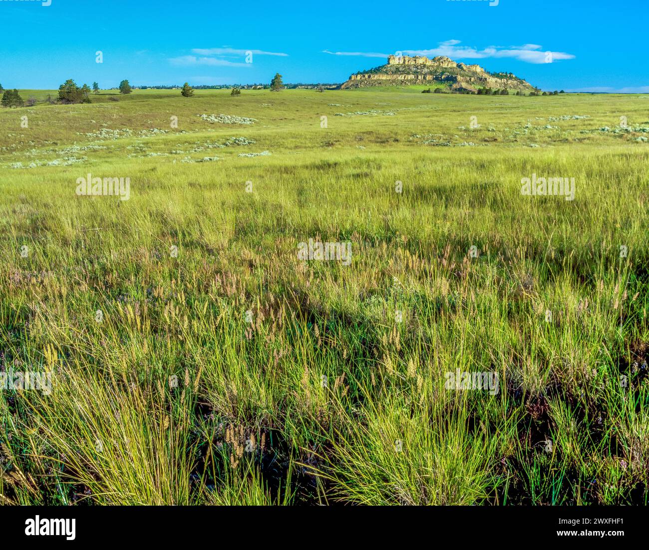 expansive grassland and castle butte in the foothills of the bull mountains near billings, montana Stock Photo