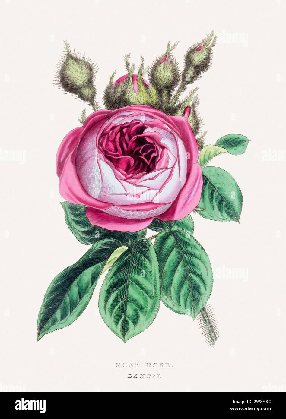 Moss Rose. Colorful  Flower Illustration. Vintage Botanical Art. Circa 1848 Stock Photo