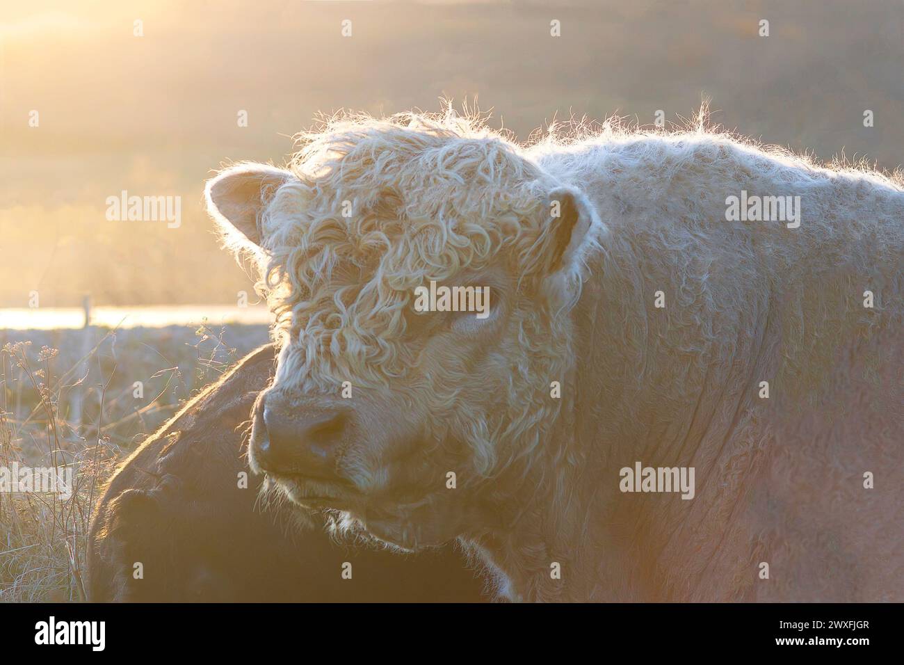 galloway large bull portrait in the beautiful orange color of dawn Stock Photo