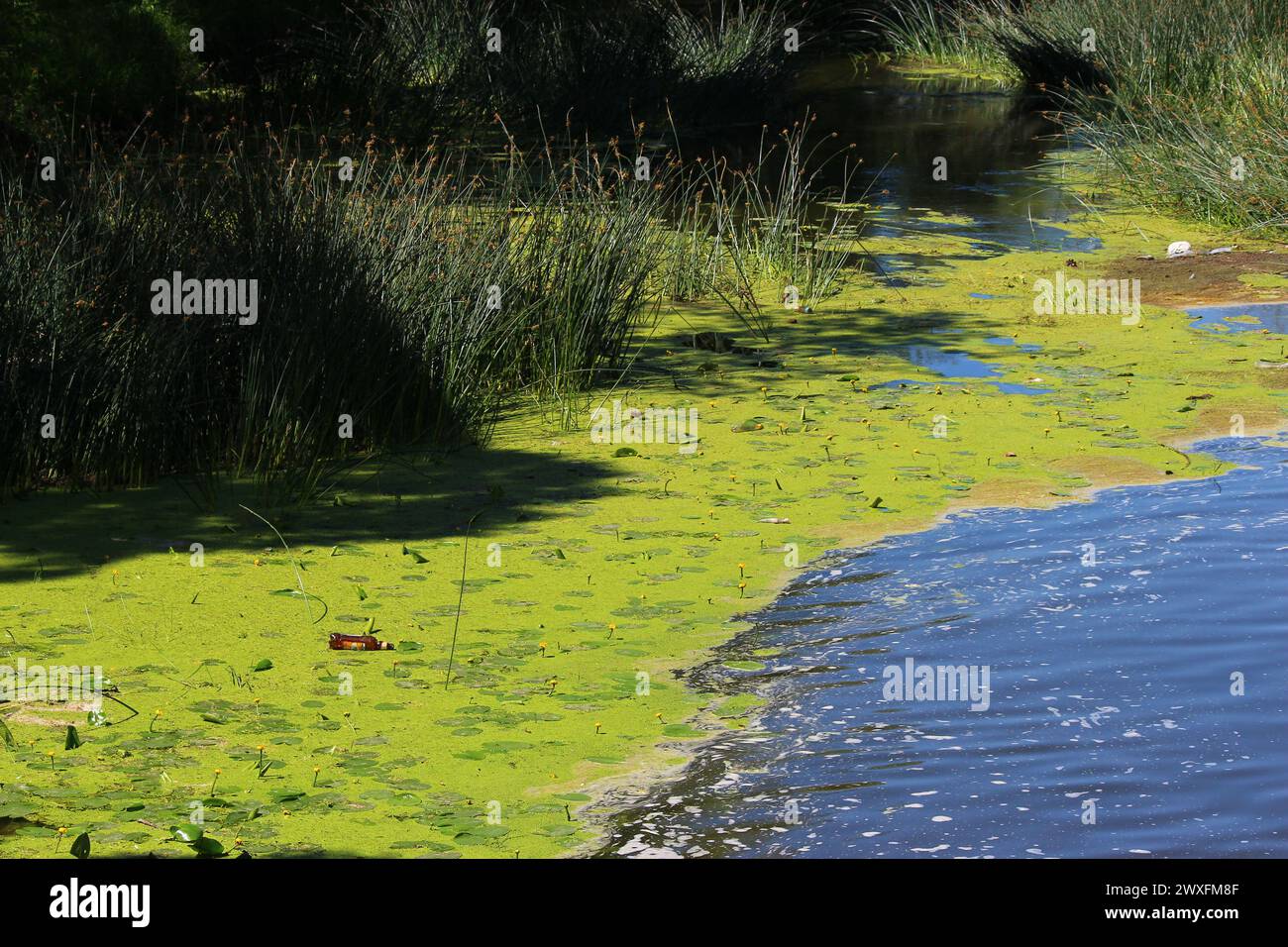 Swampy riverbank with floating debris Stock Photo