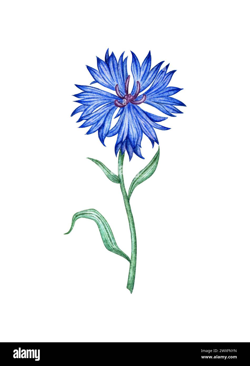 Watercolor illustration of blue cornflower flower. Botanical composition element isolated from background. Suitable for cosmetics, aromatherapy, medic Stock Photo