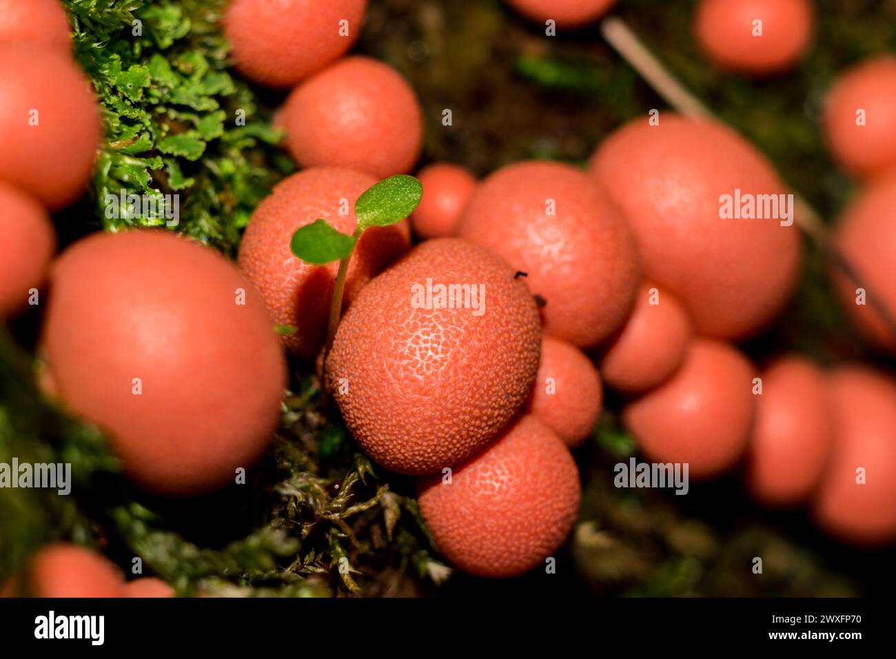 Lycogala epidendrum (wolf's milk, groening's slime) - A type of mold that lives on rotten stumps Stock Photo