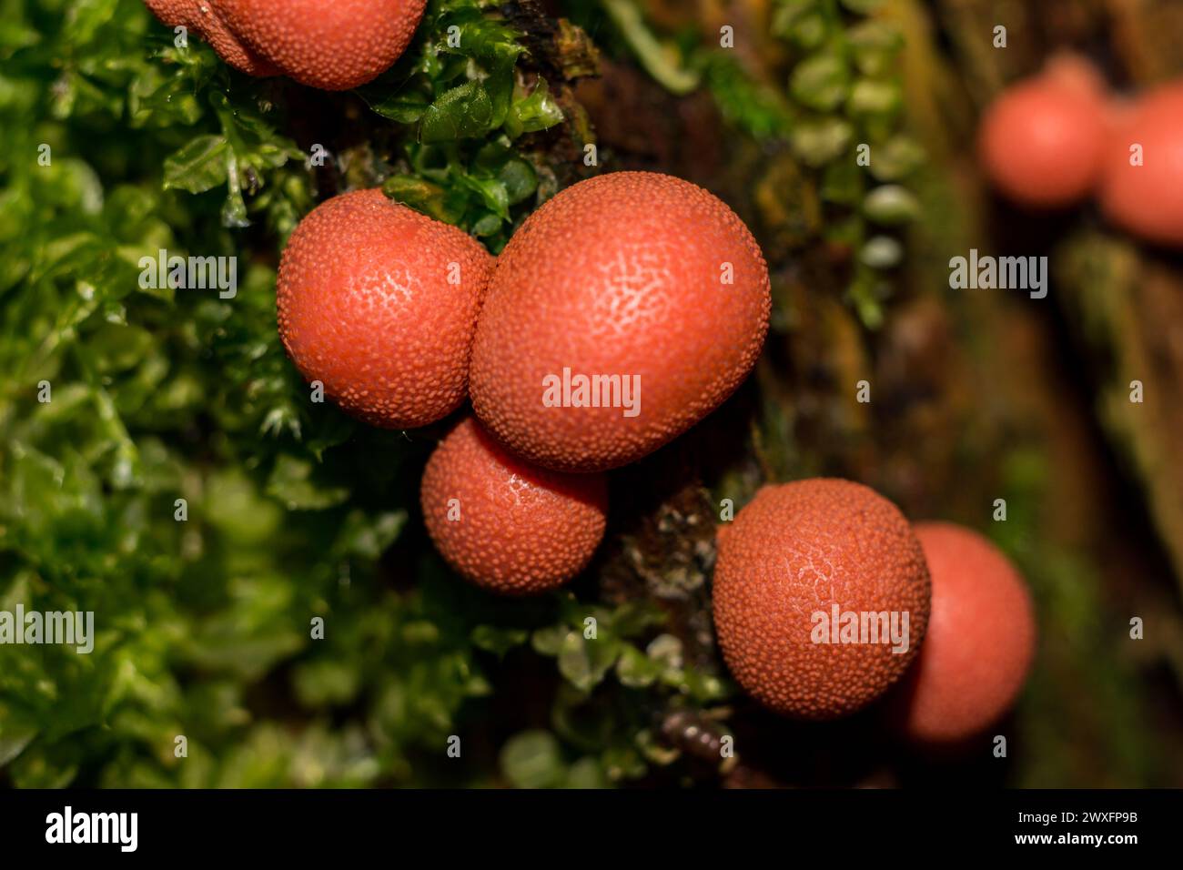 Lycogala epidendrum (wolf's milk, groening's slime) - A type of mold that lives on rotten stumps Stock Photo