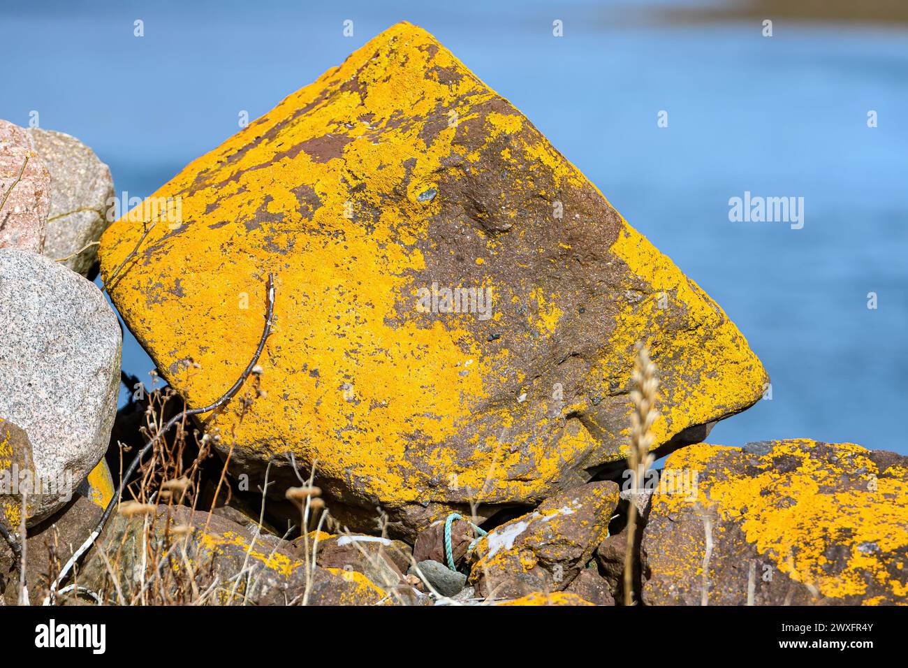 A closeup of a large rock covered with yellow lichen. The lichen covers most of the rock, there is blue water behind. Shallow depth of field. Stock Photo