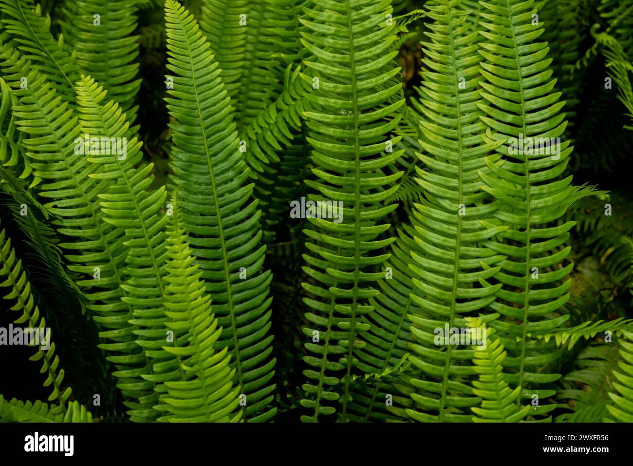 Sword Fern Leaves Standing Up Straight in Redwood Forest Stock Photo