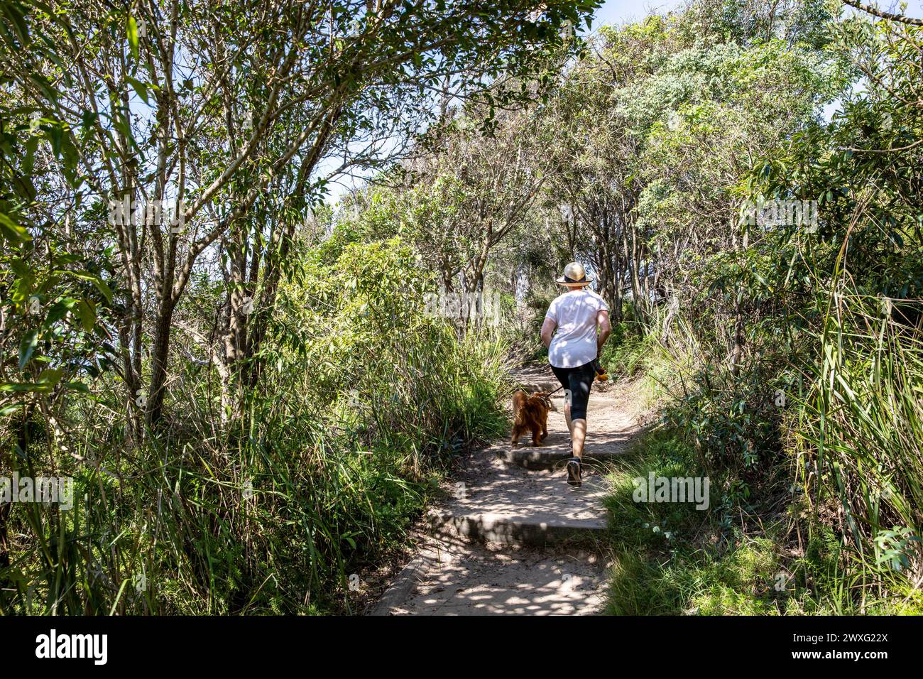 Sydney northern beaches region, model release woman walking pet dog along bicentennial coastal path on Bilgola South headland,NSW,Australia Stock Photo