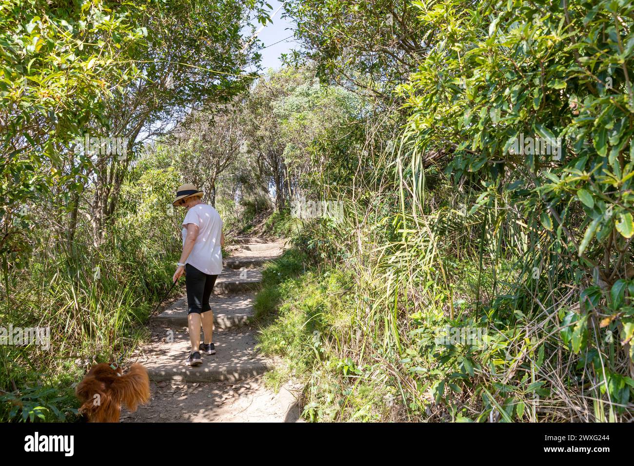 Sydney northern beaches region, model release woman walking pet dog along bicentennial coastal path on Bilgola South headland,NSW,Australia Stock Photo