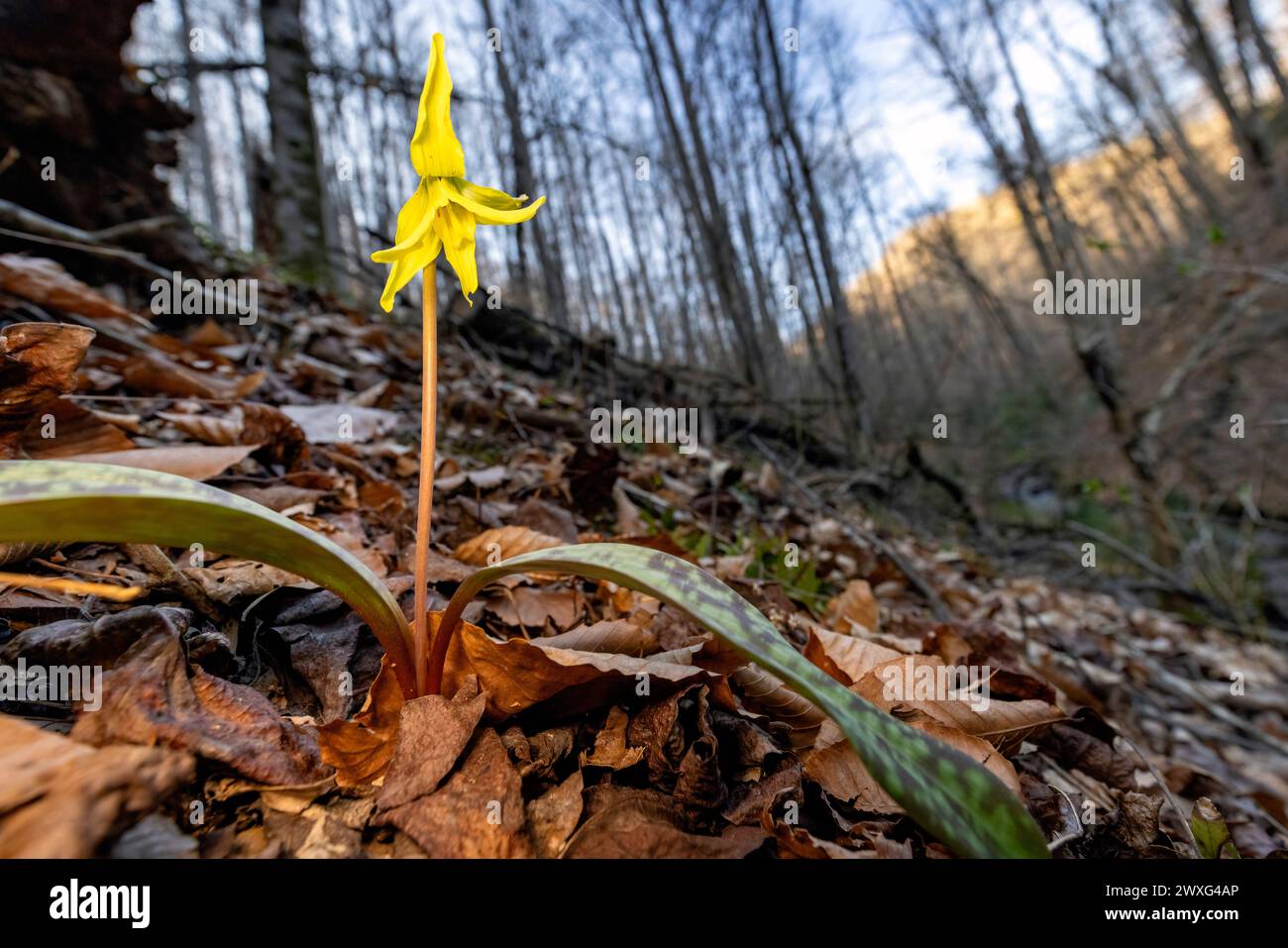 Trout Lily, Dog-Tooth Violet (Erythronium umbilicatum) - Pisgah National Forest, Brevard, North Carolina, USA Stock Photo
