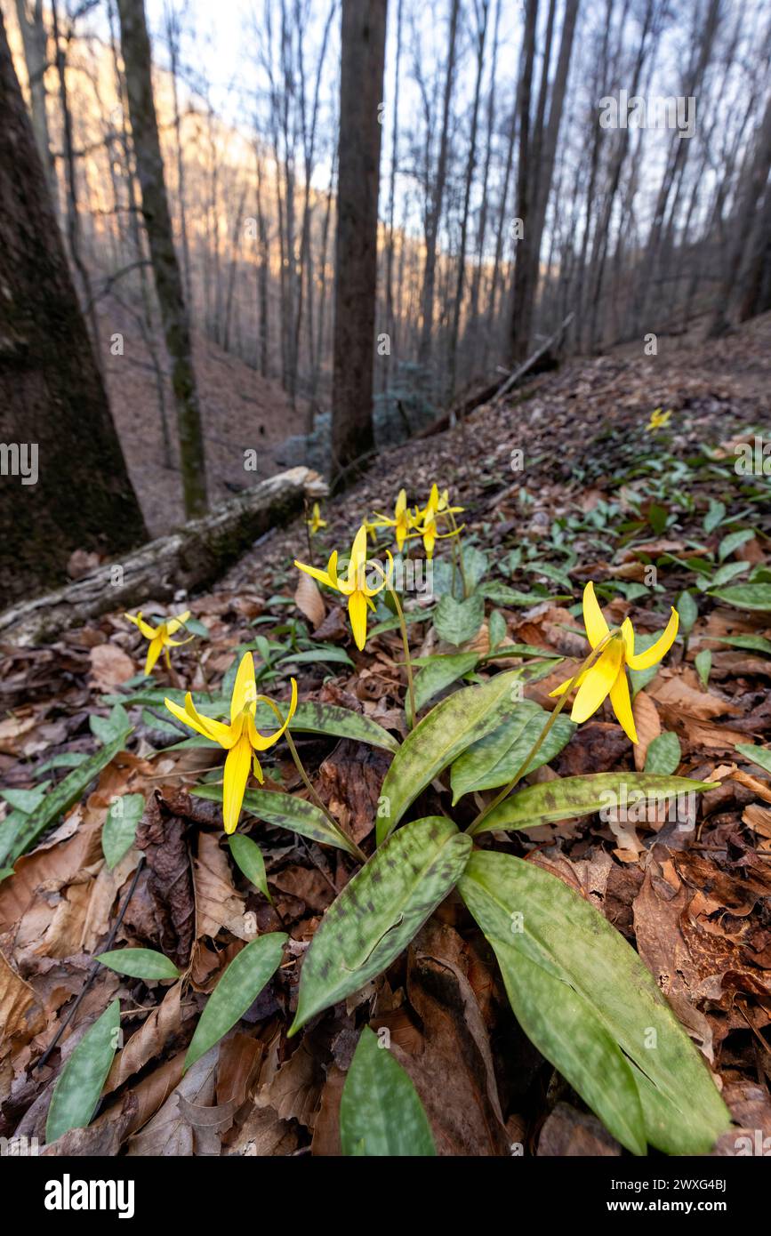 Wide-angle perspective of Trout Lilies (Erythronium umbilicatum) in forest landscape - Pisgah National Forest, Brevard, North Carolina, USA Stock Photo
