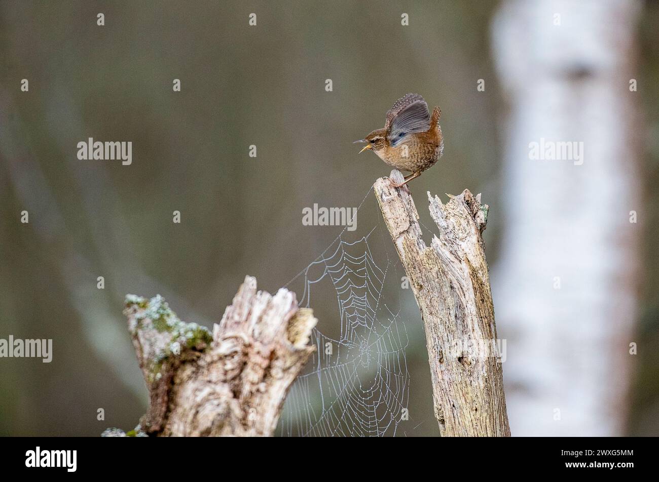 Godalming, UK. 30th Mar, 2024. Thursley Common, Elstead. 30th March 2024. A sunny start to the day for the Home Counties. A wren (troglodytes troglodytes) at first light on Easter Saturday at Thursley Common near Godalming in Surrey. Credit: james jagger/Alamy Live News Stock Photo