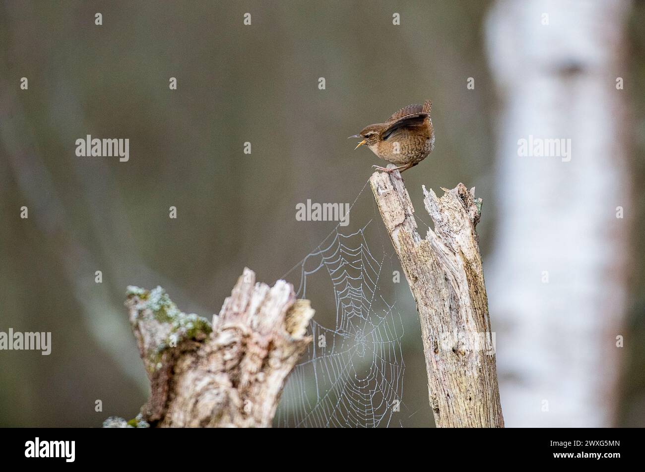 Godalming, UK. 30th Mar, 2024. Thursley Common, Elstead. 30th March 2024. A sunny start to the day for the Home Counties. A wren (troglodytes troglodytes) at first light on Easter Saturday at Thursley Common near Godalming in Surrey. Credit: james jagger/Alamy Live News Stock Photo