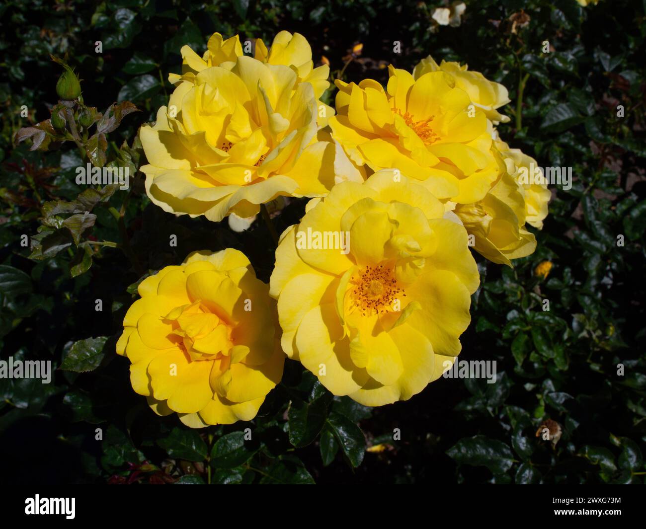 Yellow Roses In A Rose Garden Stock Photo - Alamy