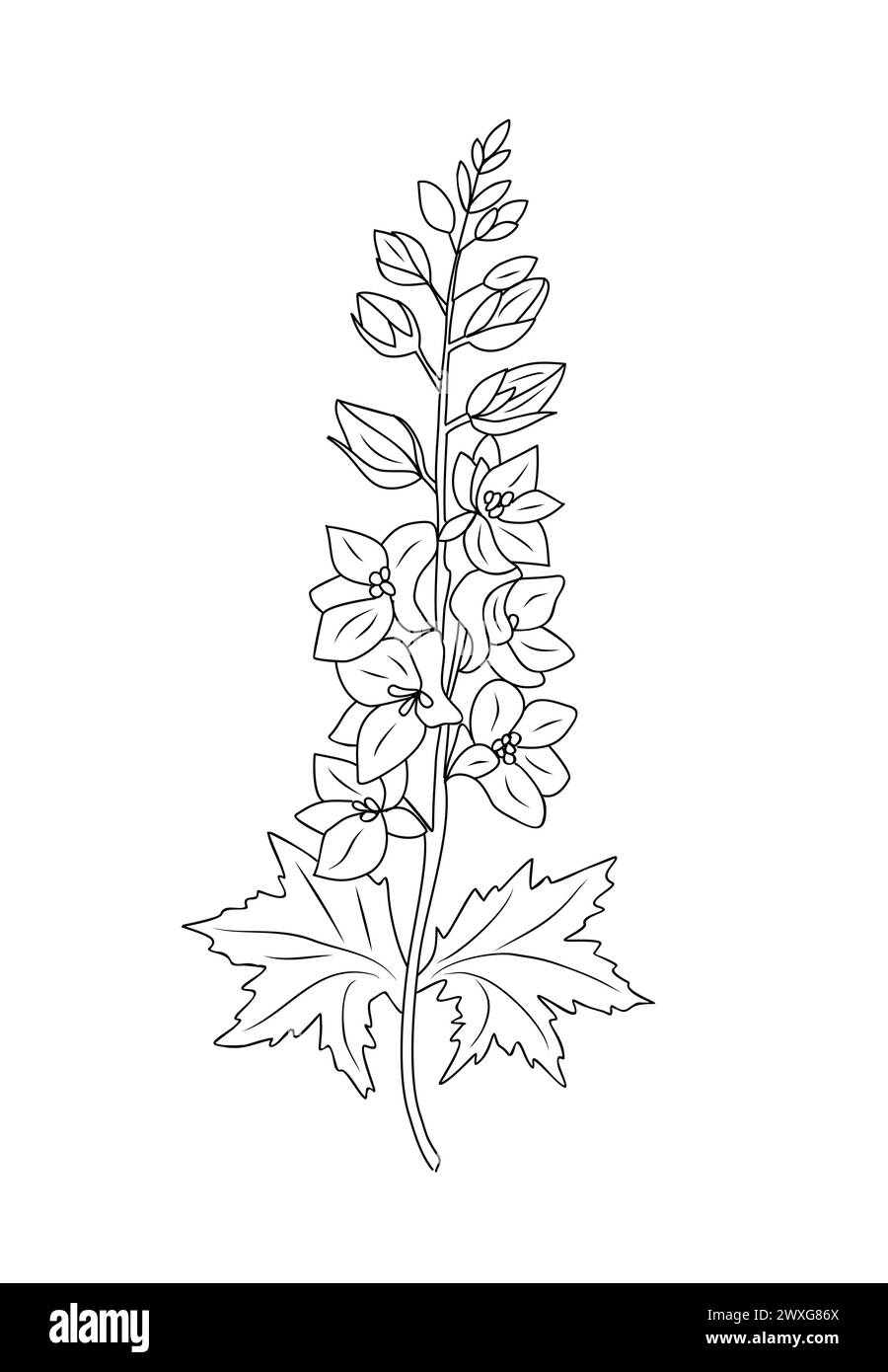 Larkspur flower line art vector drawing isolated.  Stock Vector