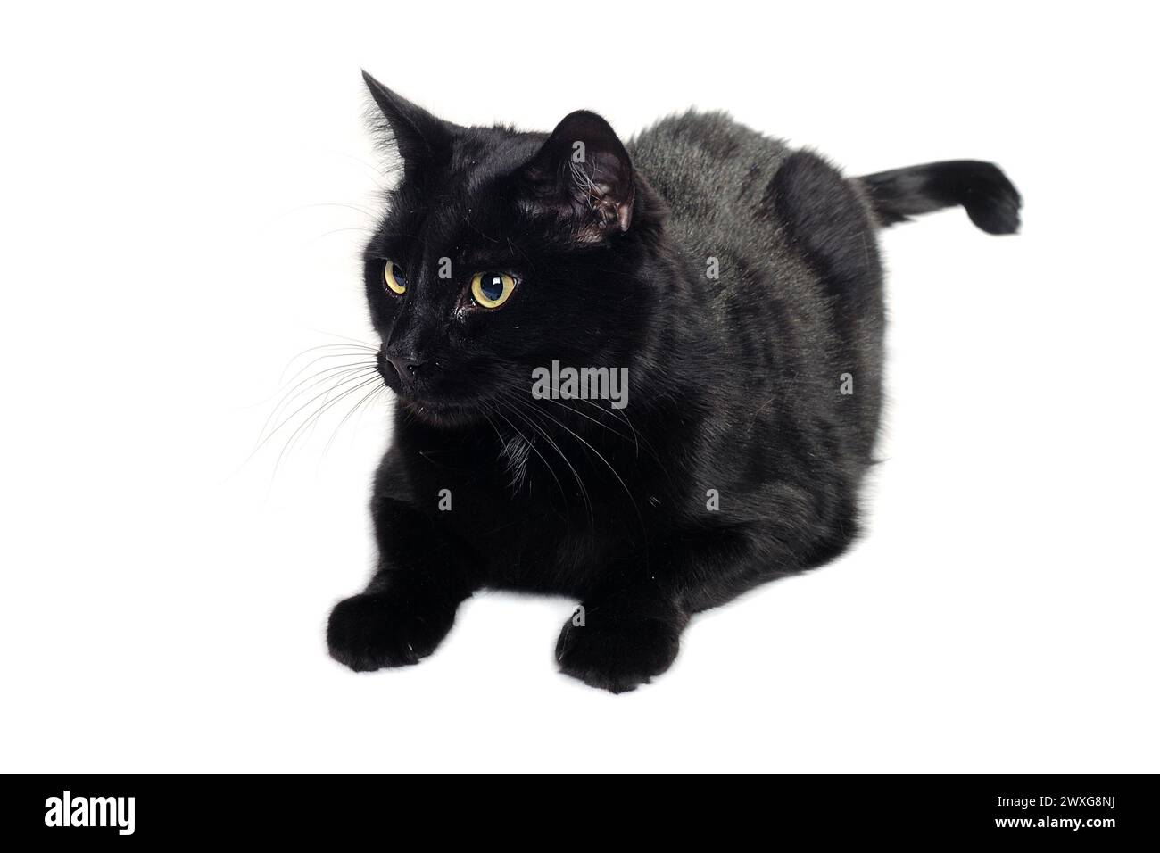 Black cat resting isolated on a clean white background Stock Photo - Alamy