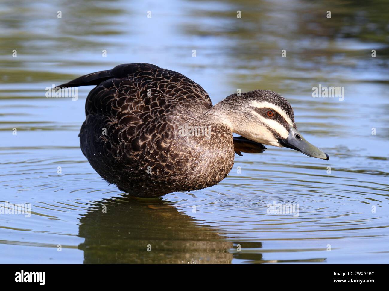 Pacific black duck bird scratching its head with its foot Stock Photo