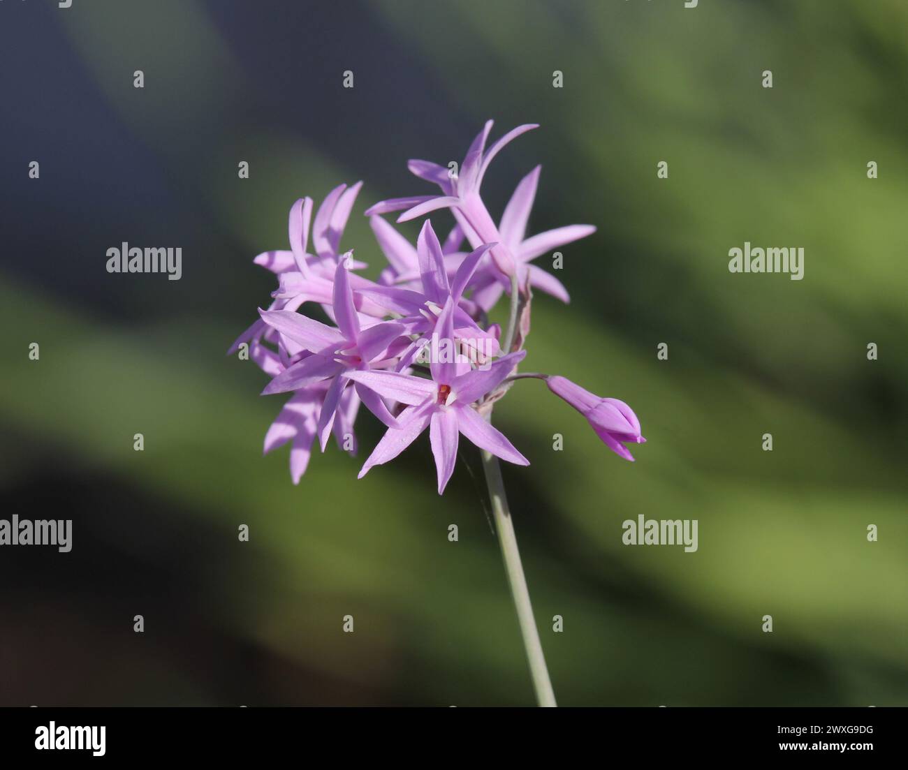 Society garlic (tulbaghia) flower on a plant in a garden Stock Photo