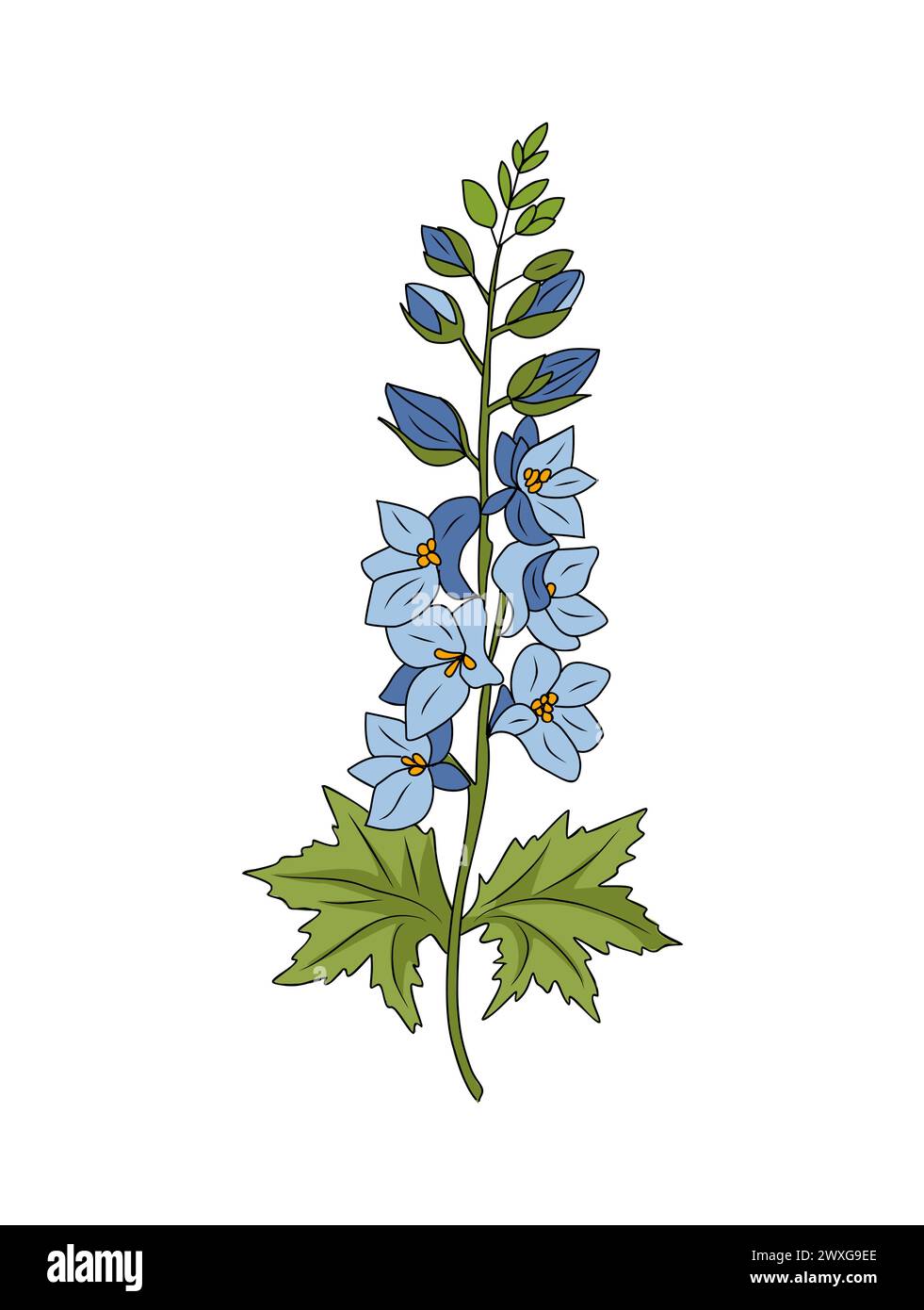 Larkspur flower colored vector line art isolated.  Stock Vector