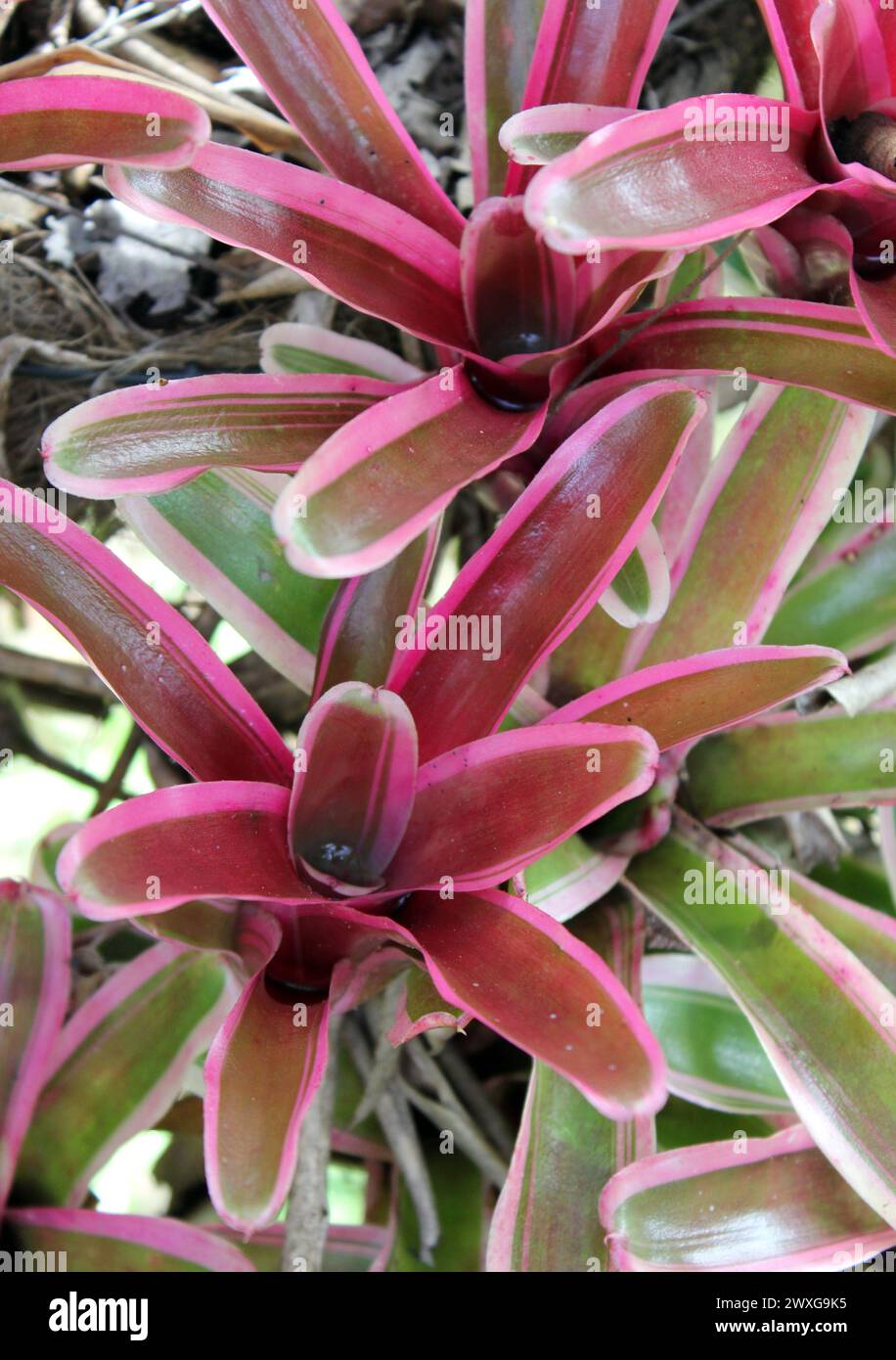 Group of pink and green bromeliad plants in a tropical garden Stock Photo