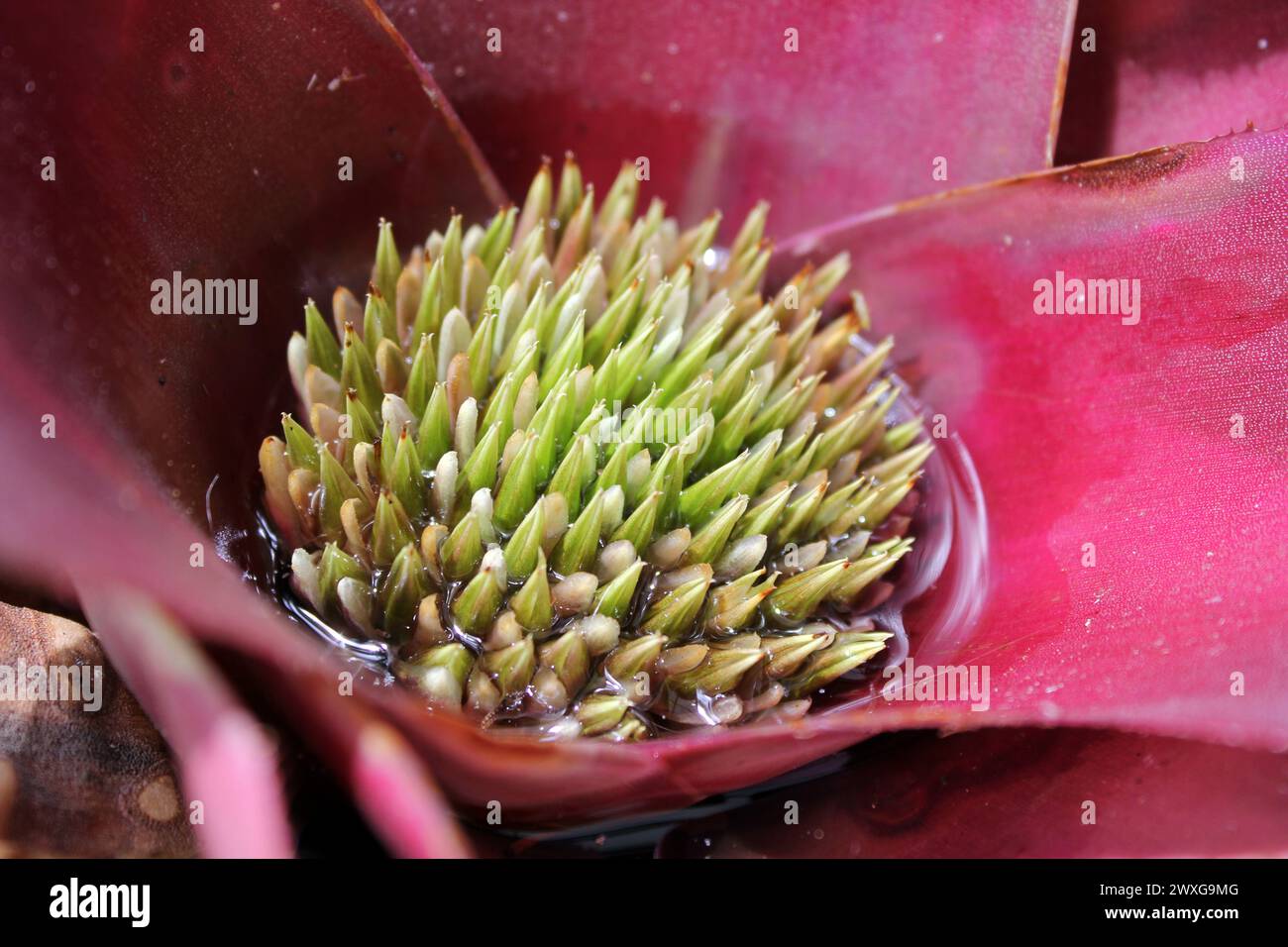Close up of the tank of a bromeliad plant in a tropical garden Stock Photo