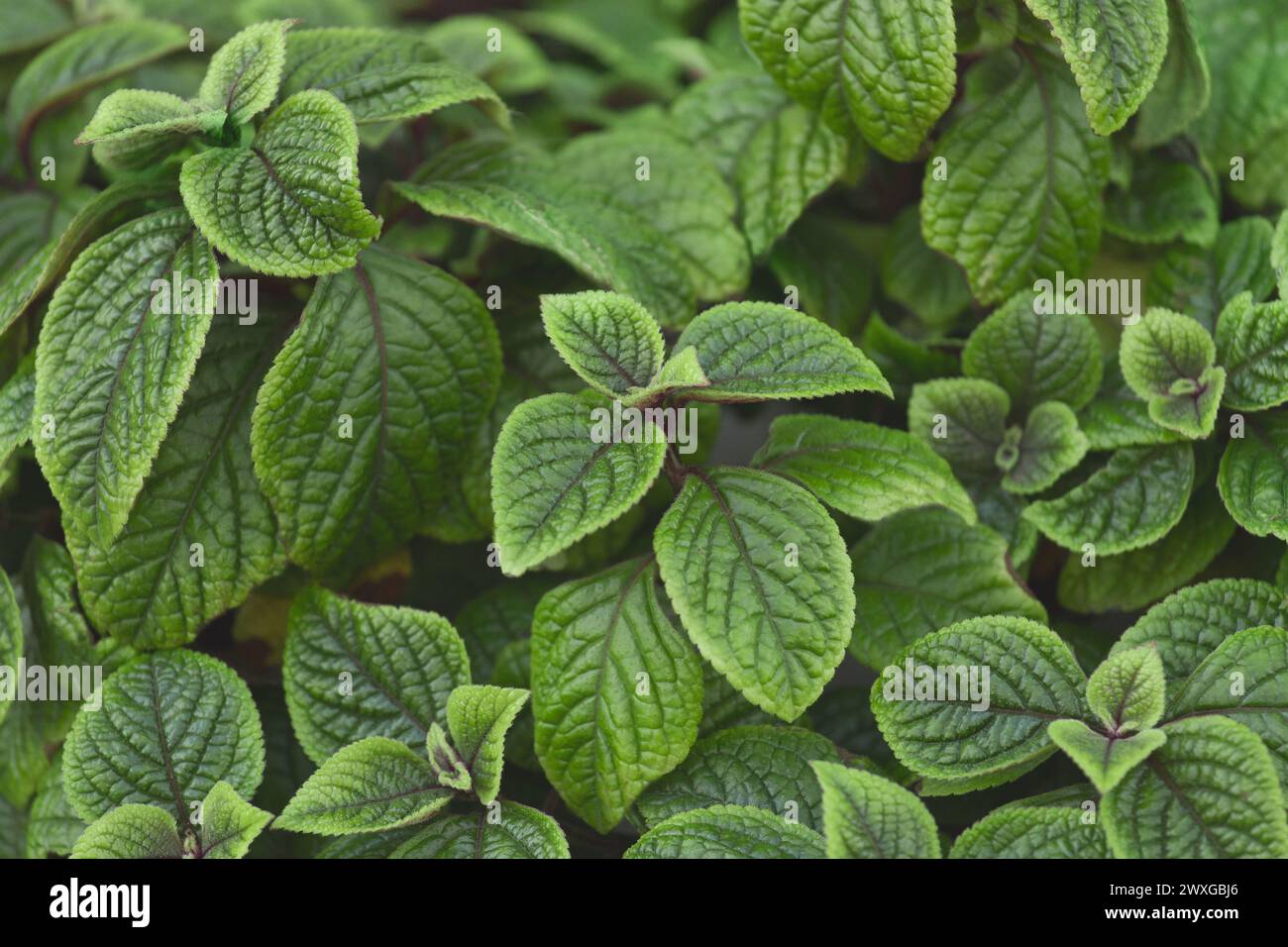 Plectranthus coleus green natural leaves mint nature plant background abstract. Stock Photo