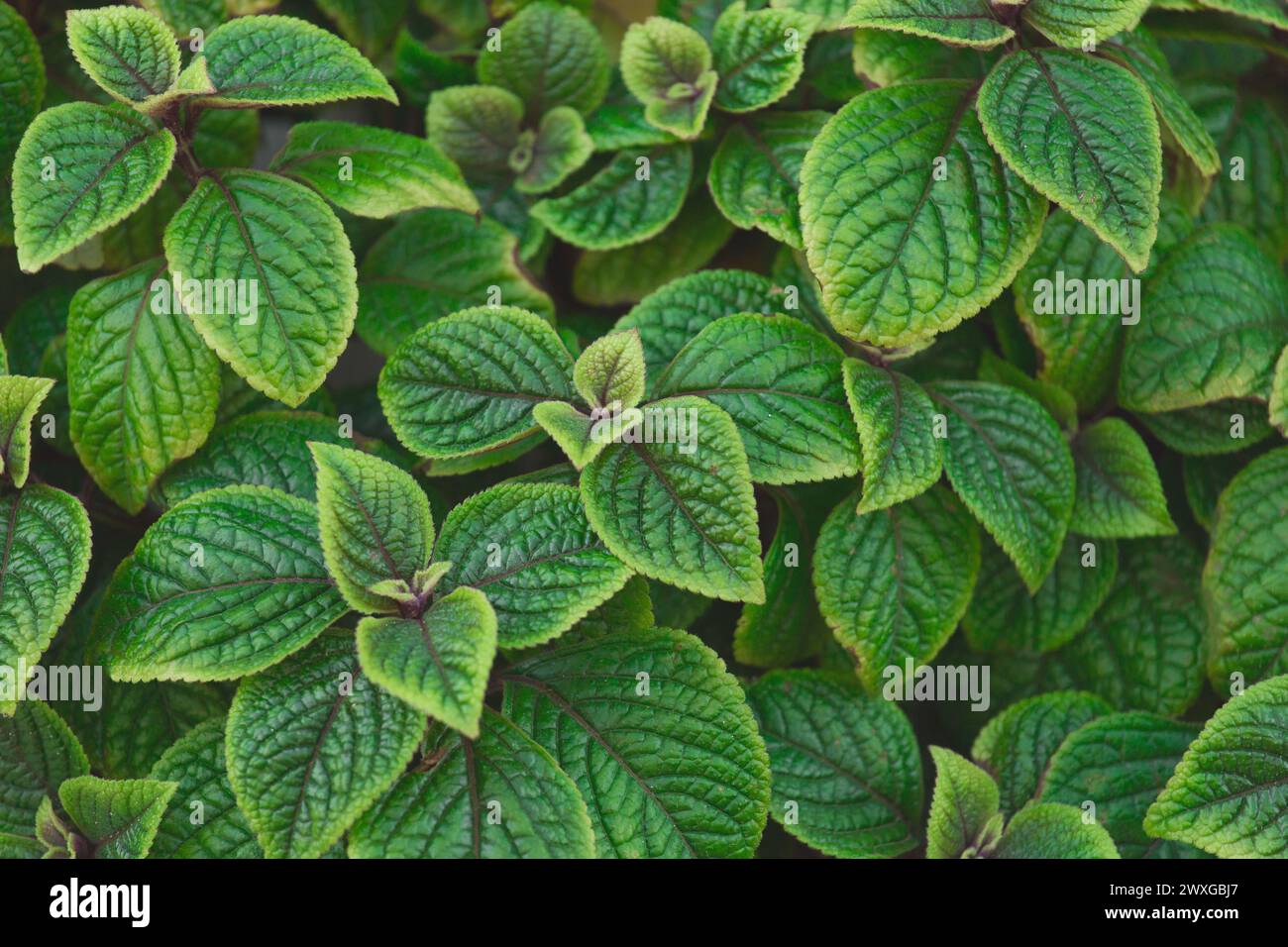 Plectranthus coleus green natural leaves mint nature plant background. Stock Photo