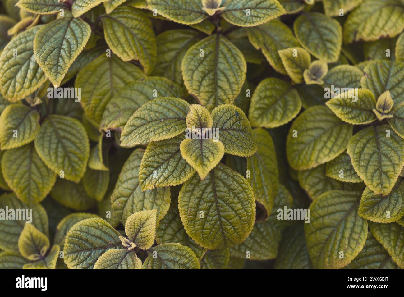 Plectranthus coleus green natural leaves mint nature plant background floral. Stock Photo