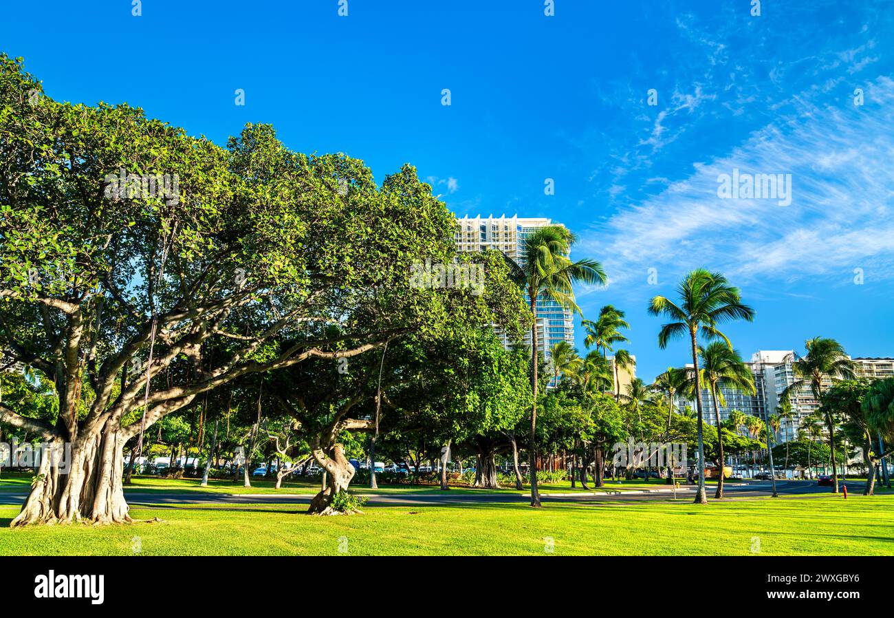 Banyan trees at Fort DeRussy Beach Park in Honolulu - Oahu Island ...